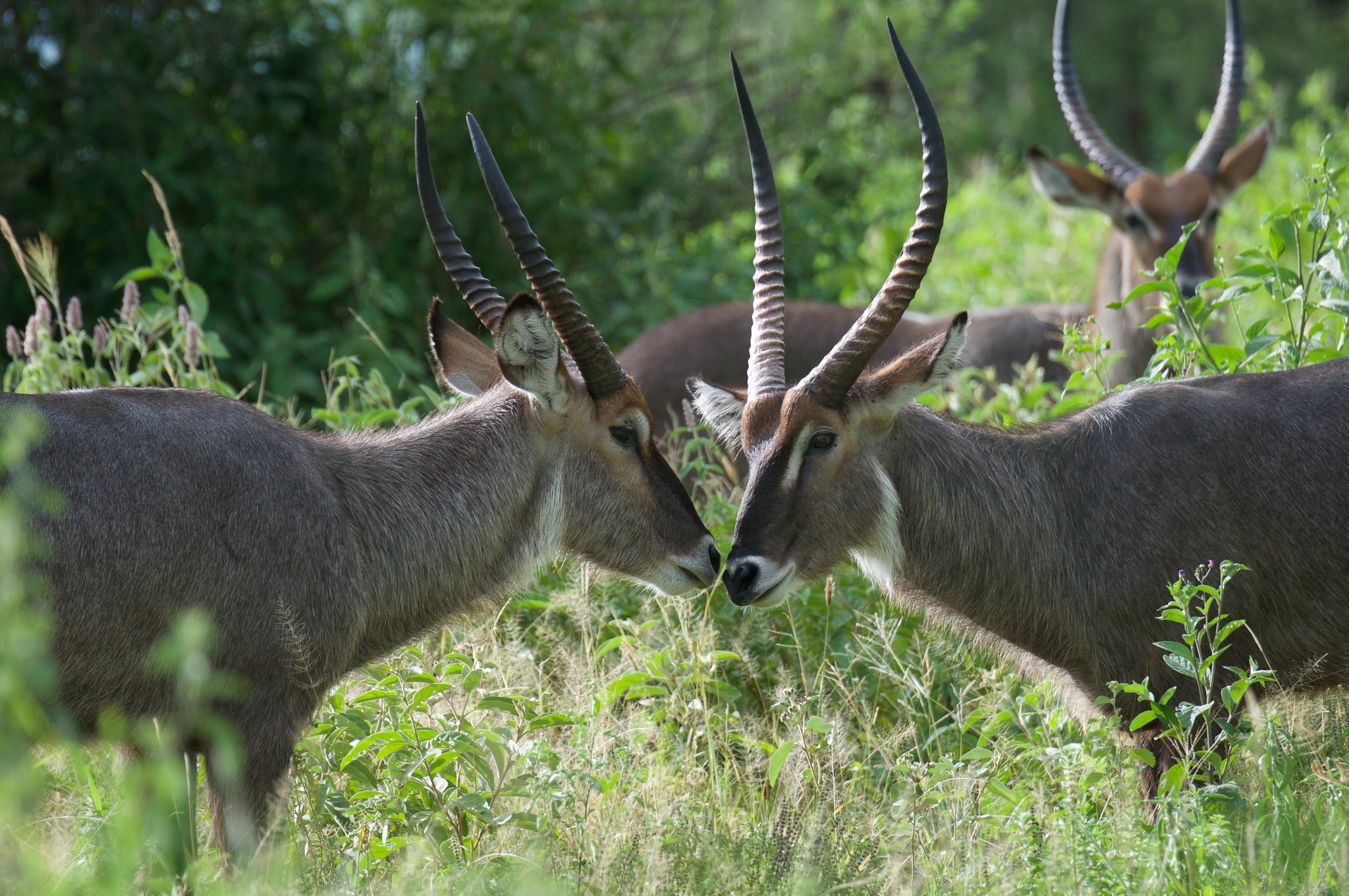 Definitive Guide To Waterbuck Facts Habitat Conservation Status Zoo 