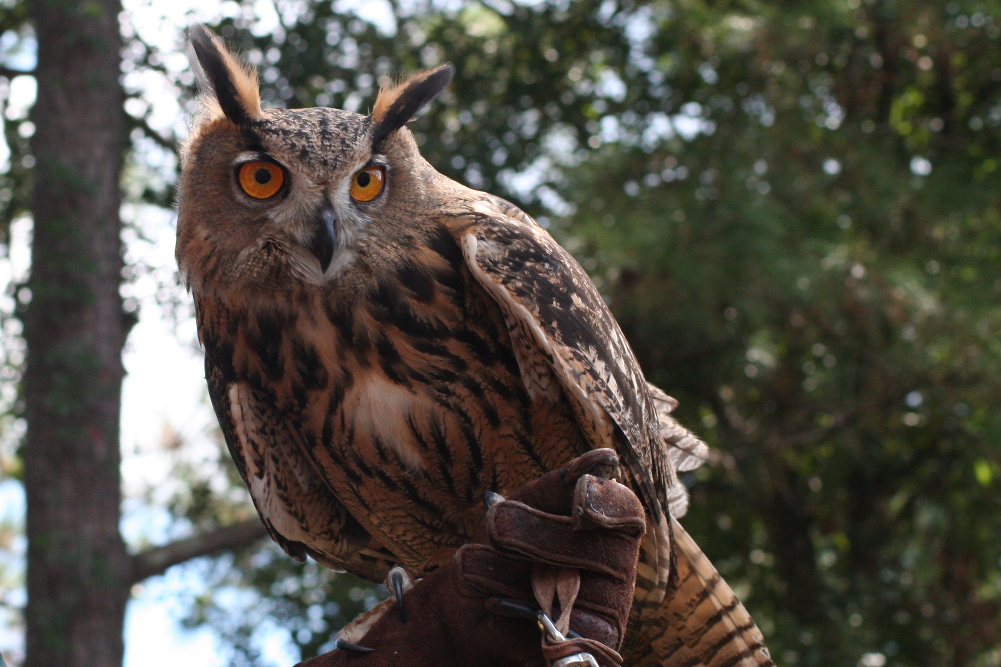 Definitive Guide To Eurasian Eagle-owl Facts, Habitat, Conservation 