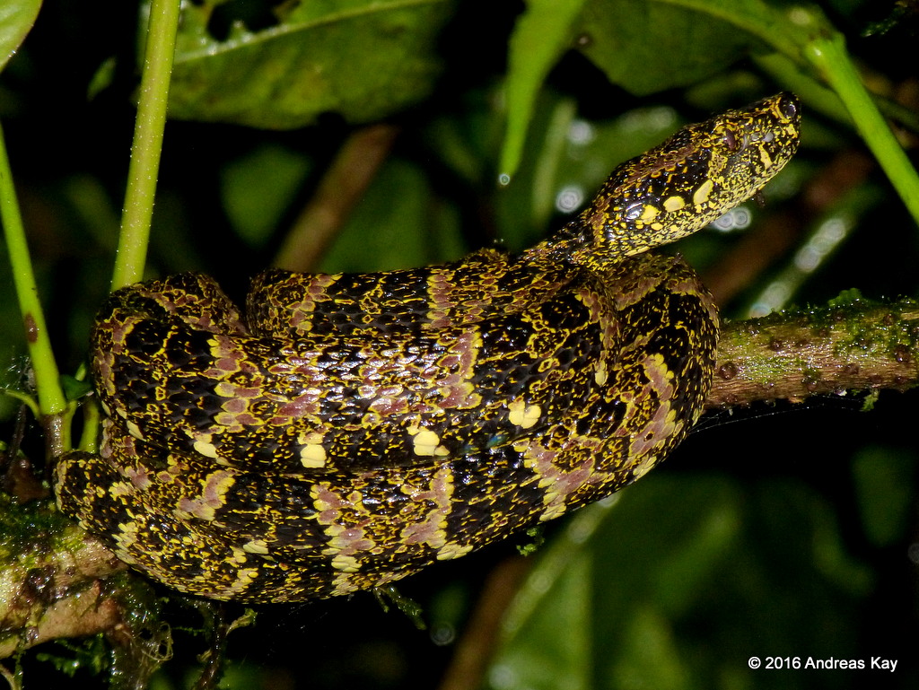 Definitive Guide To Speckled Forest Pit Viper Facts, Habitat ...