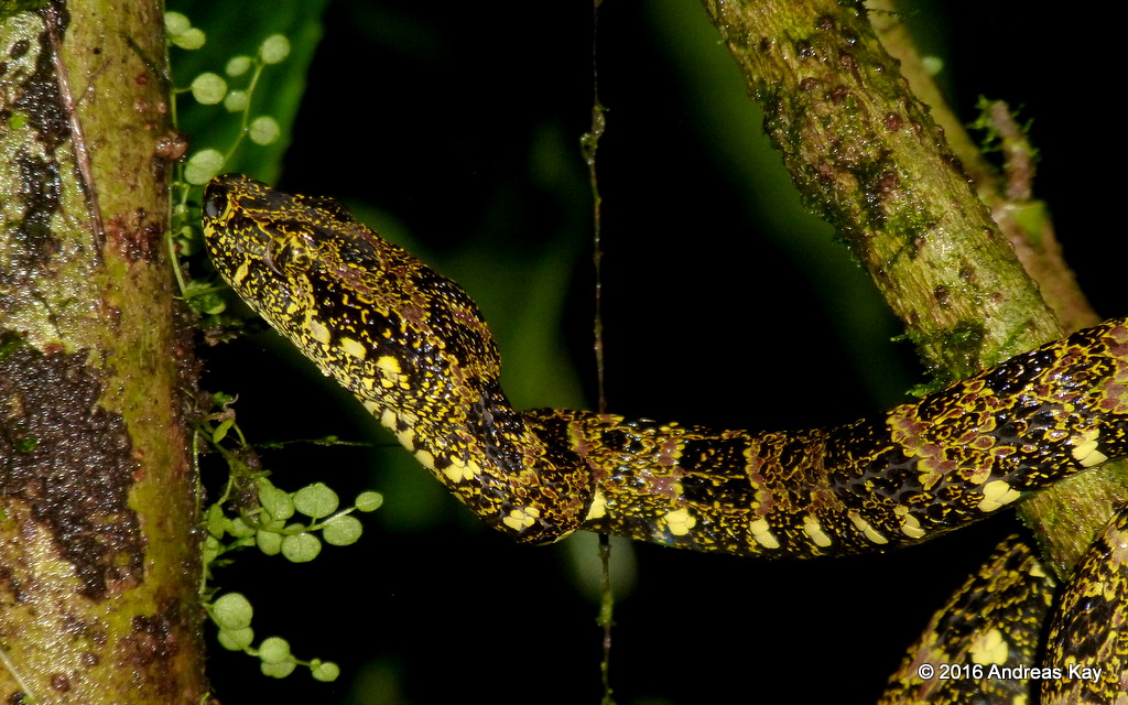 Definitive Guide To Speckled Forest Pit Viper Facts, Habitat ...