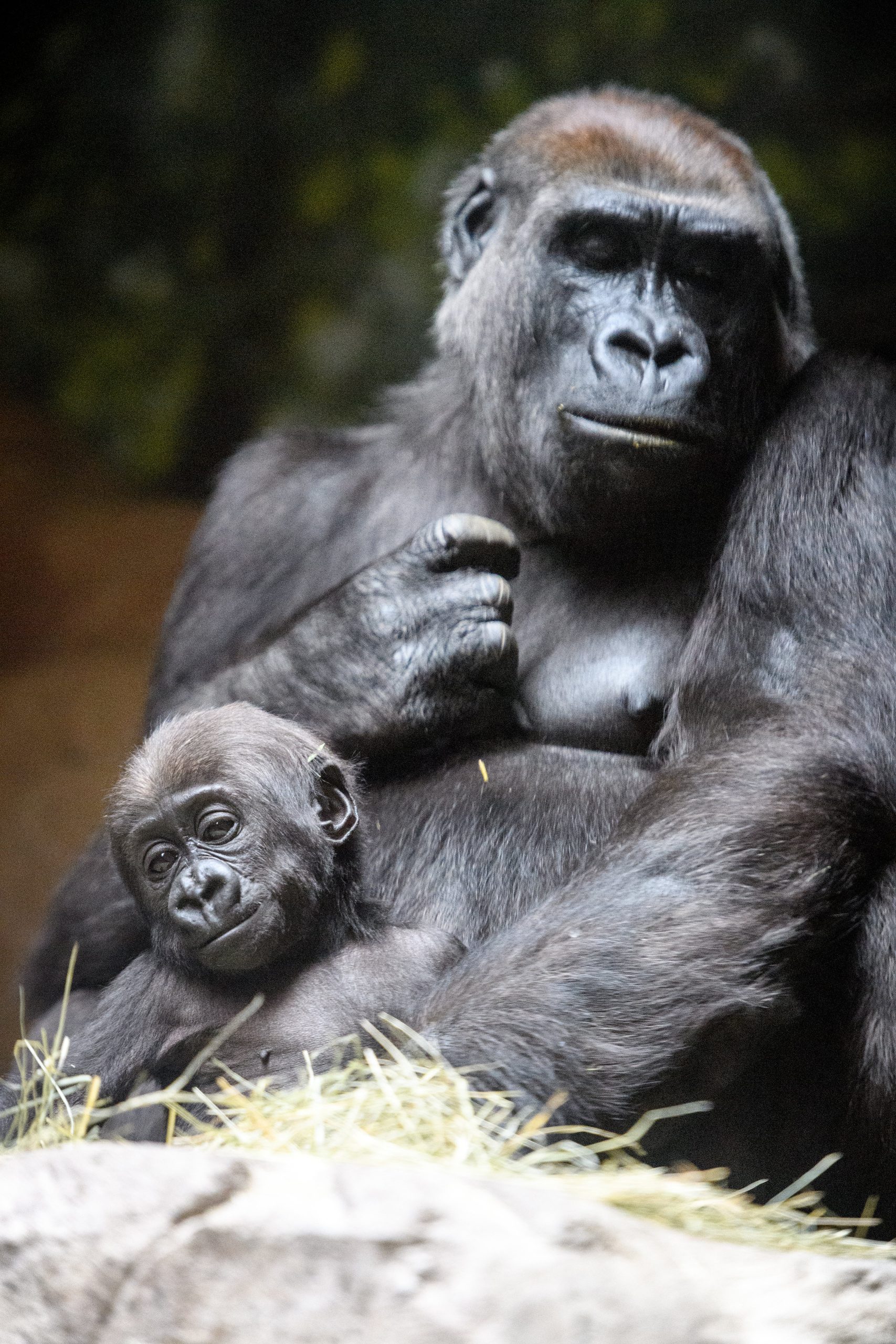 Definitive Guide To Western Lowland Gorilla Facts, Habitat, Conservation Status, Zoo Populations