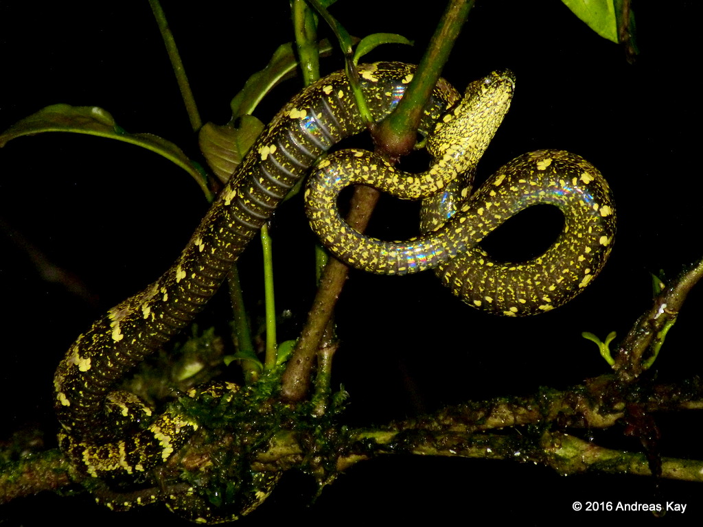 Definitive Guide To Speckled Forest Pit Viper Facts, Habitat ...