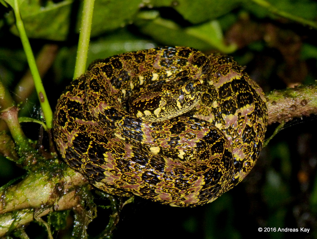 Definitive Guide To Speckled Forest Pit Viper Facts, Habitat ...