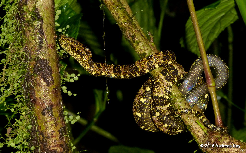 Definitive Guide To Speckled Forest Pit Viper Facts, Habitat ...