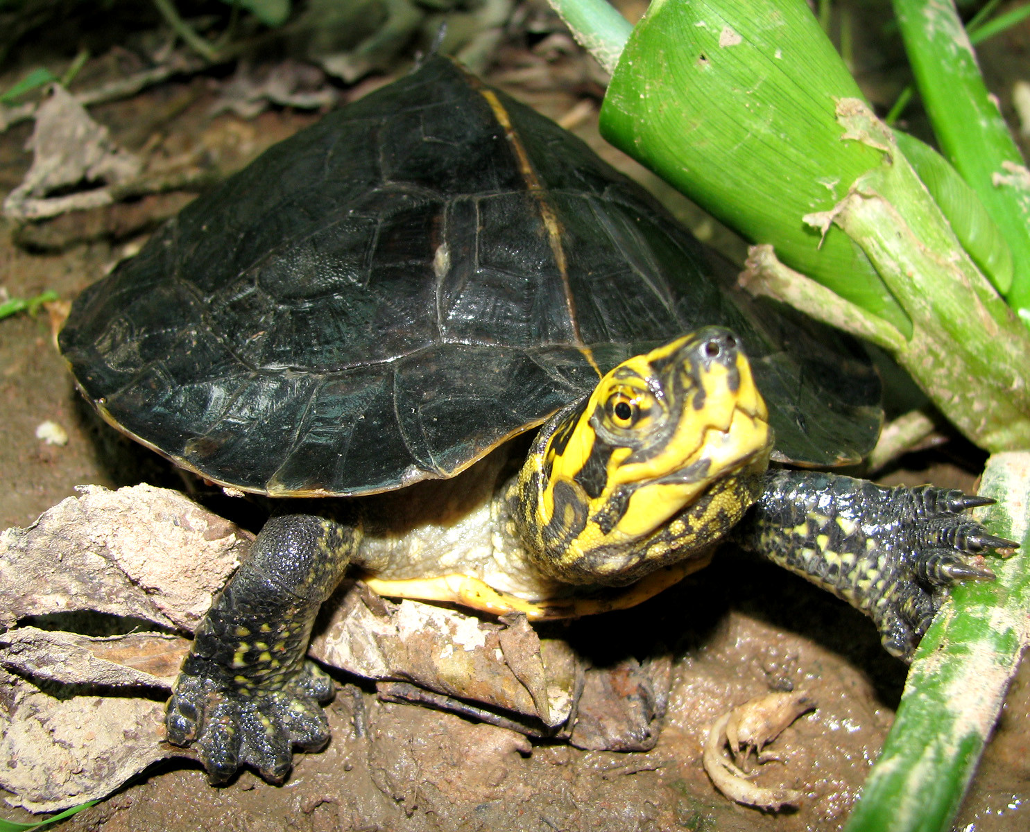 Definitive Guide To Yellow-headed Temple Turtle Facts, Habitat ...