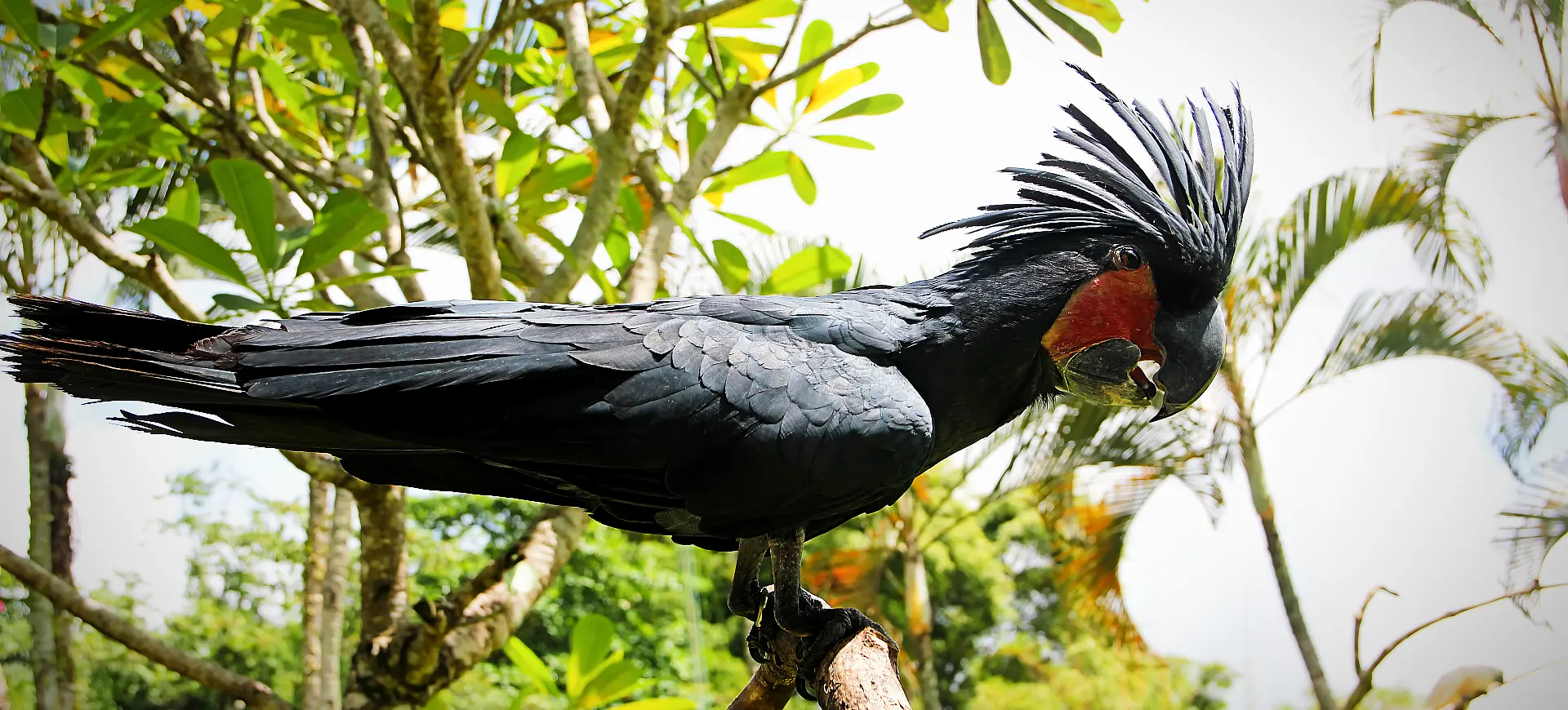 Palm Cockatoo