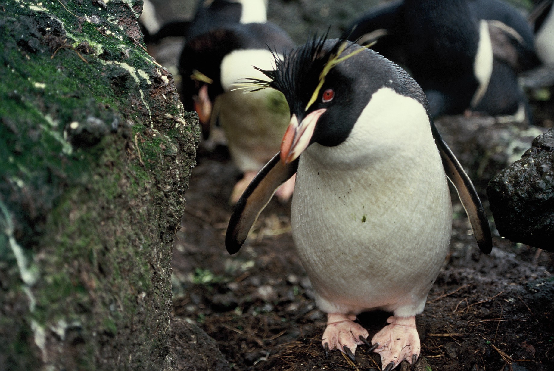 Definitive Guide To Eastern Rockhopper Penguin Facts Habitat 