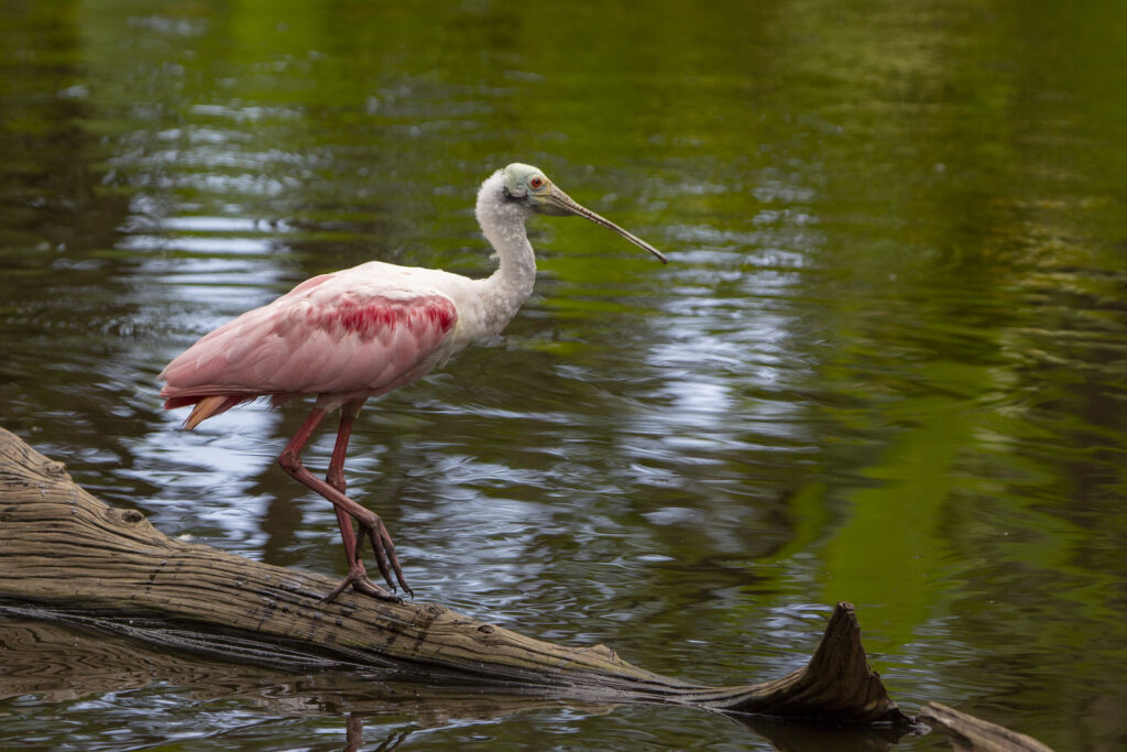 Definitive Guide To Roseate Spoonbill Facts, Habitat, Conservation ...