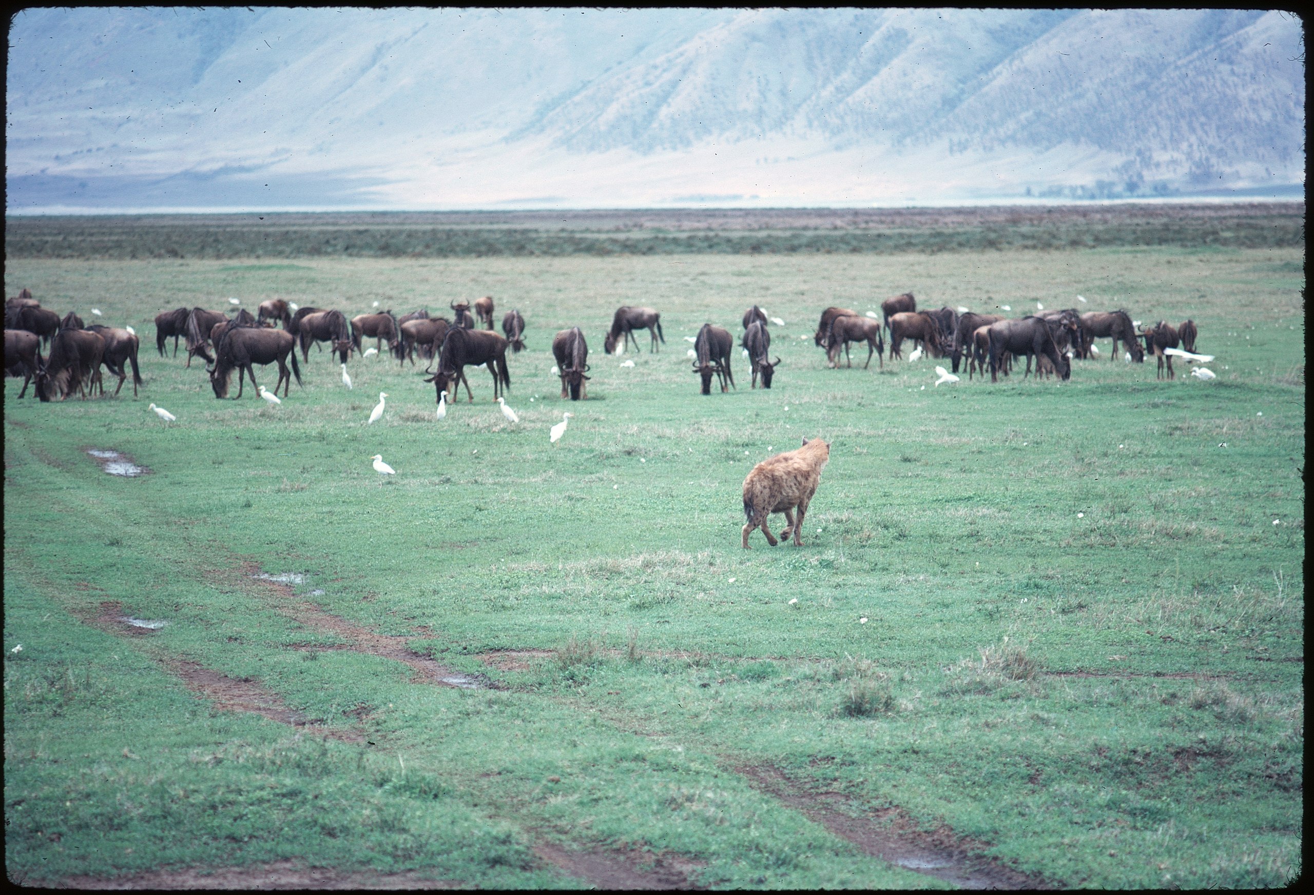 Spotted Hyena - Zoo Guide