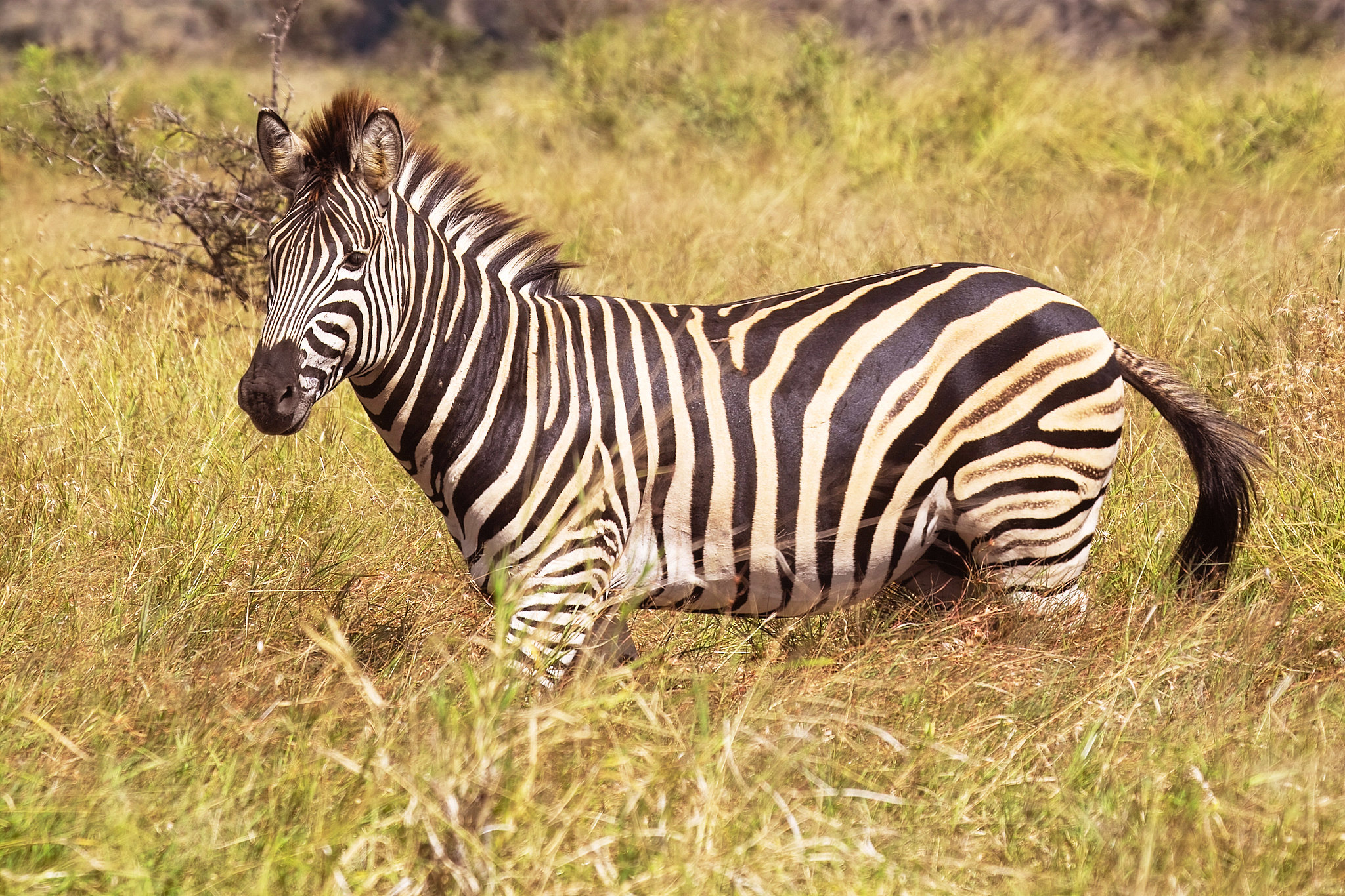 Definitive Guide To Burchell's Zebra Facts, Habitat, Conservation