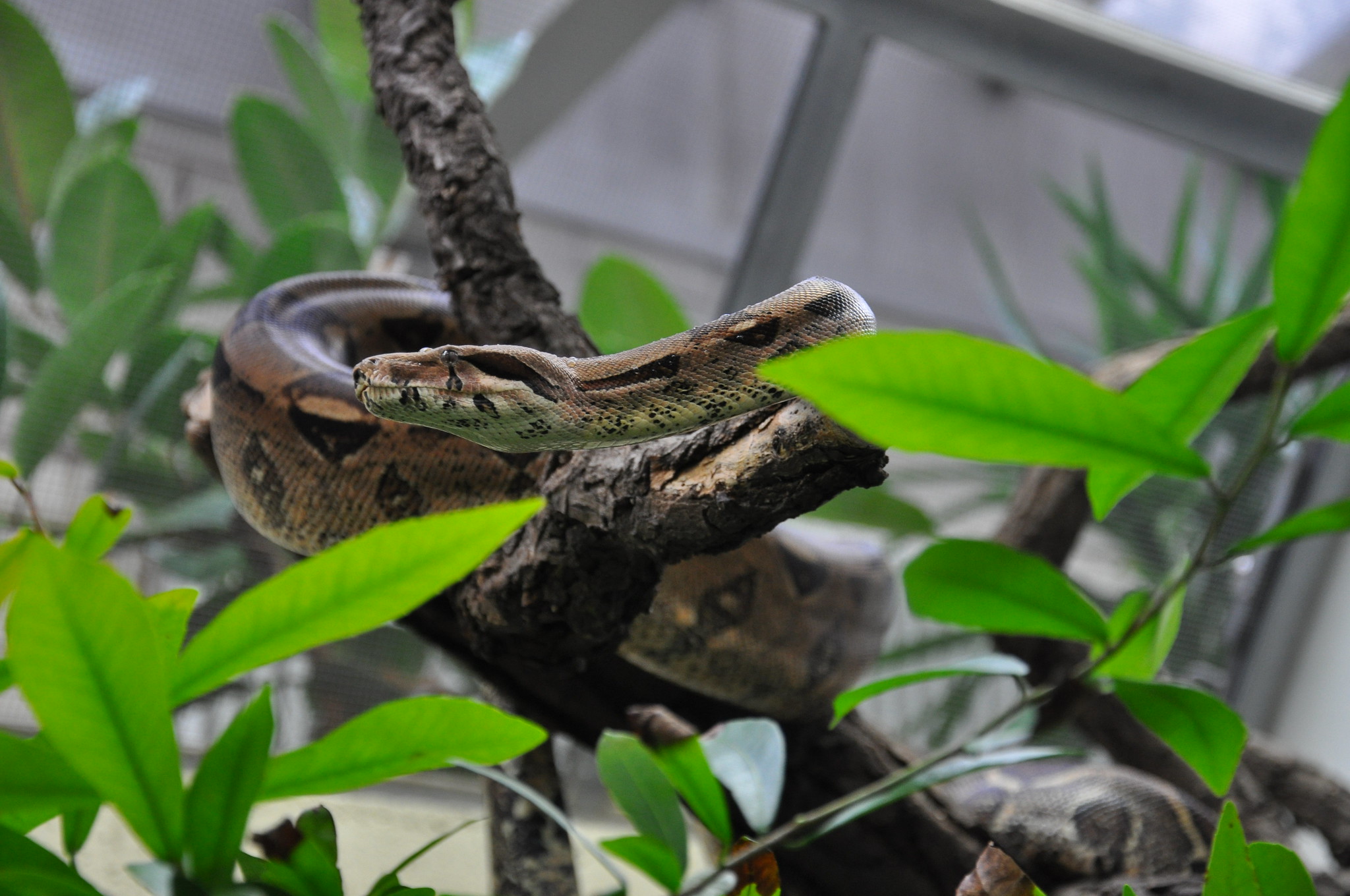 Definitive Guide To Boa Constrictor Facts, Habitat, Conservation Status ...