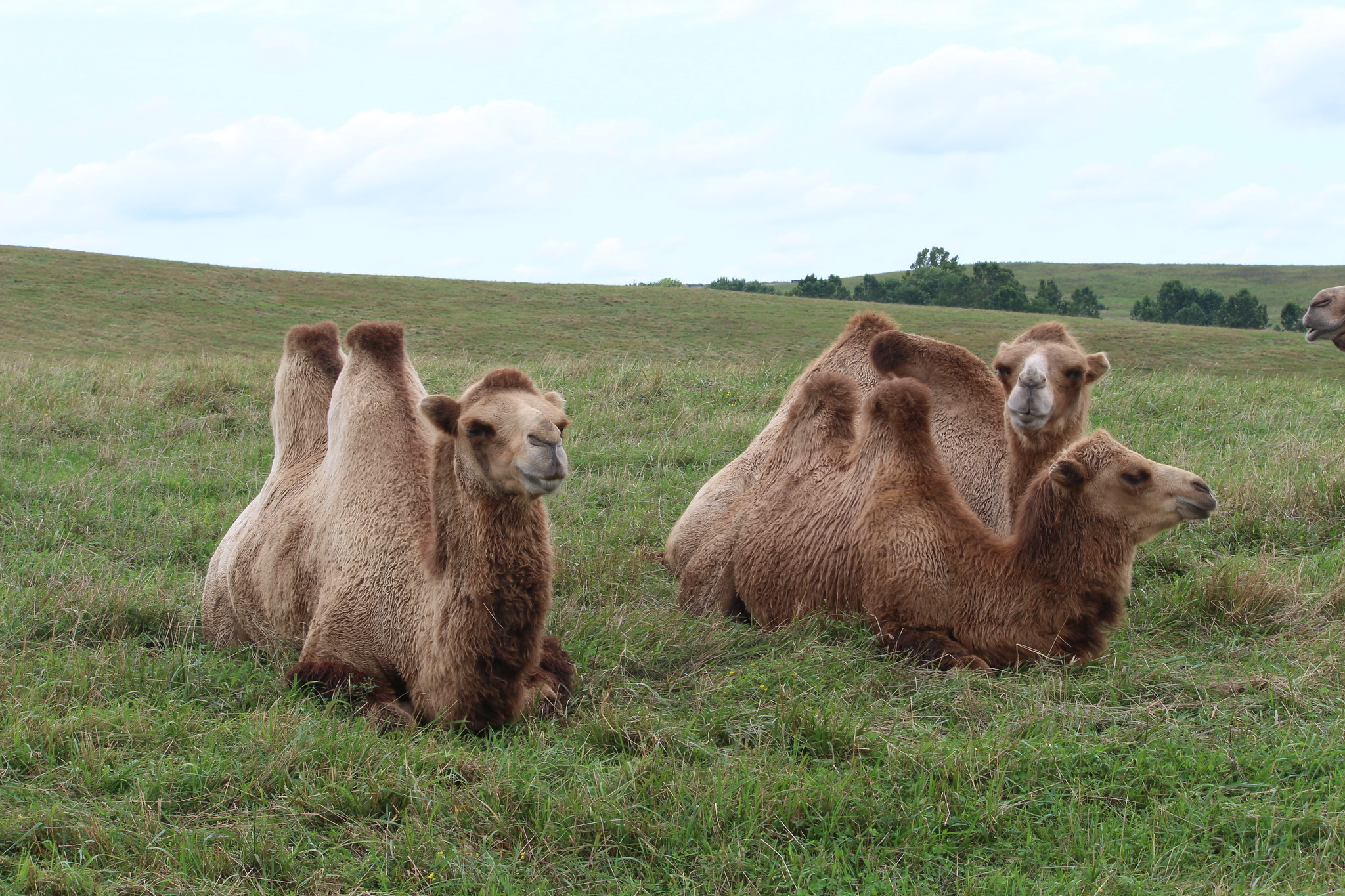 Definitive Guide To Bactrian Camel Facts, Habitat, Conservation Status