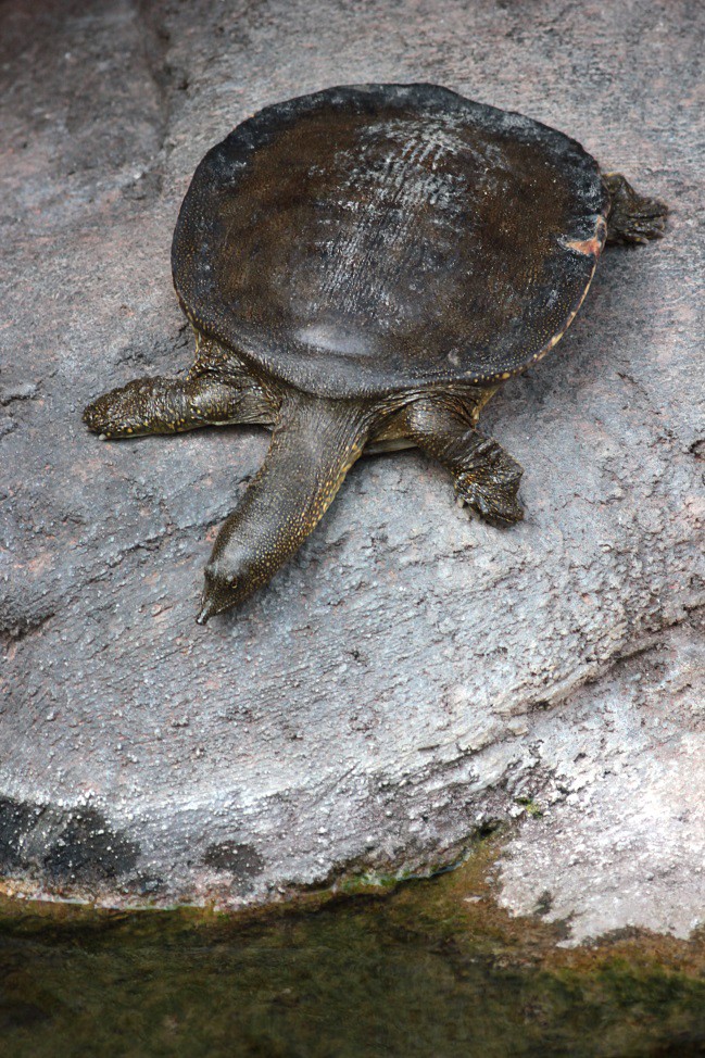 Definitive Guide To African Softshell Turtle Facts, Habitat ...