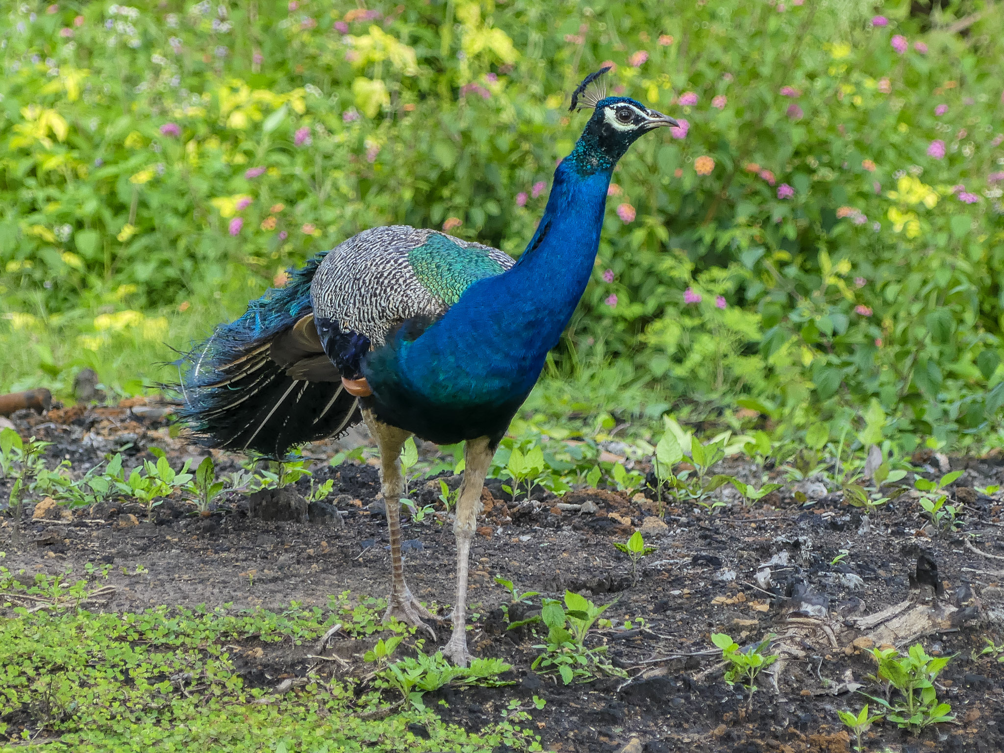 Definitive Guide To Indian Peafowl Facts, Habitat, Conservation Status ...