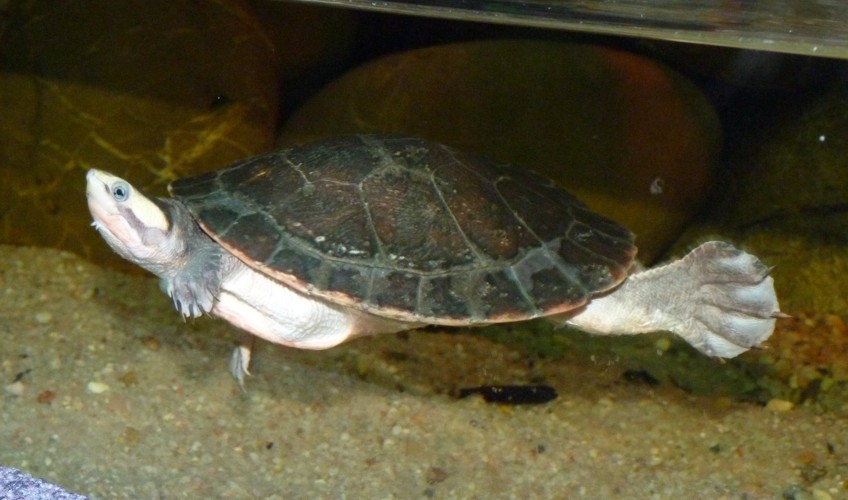 Definitive Guide To Red-bellied Short-necked Turtle Facts, Habitat 