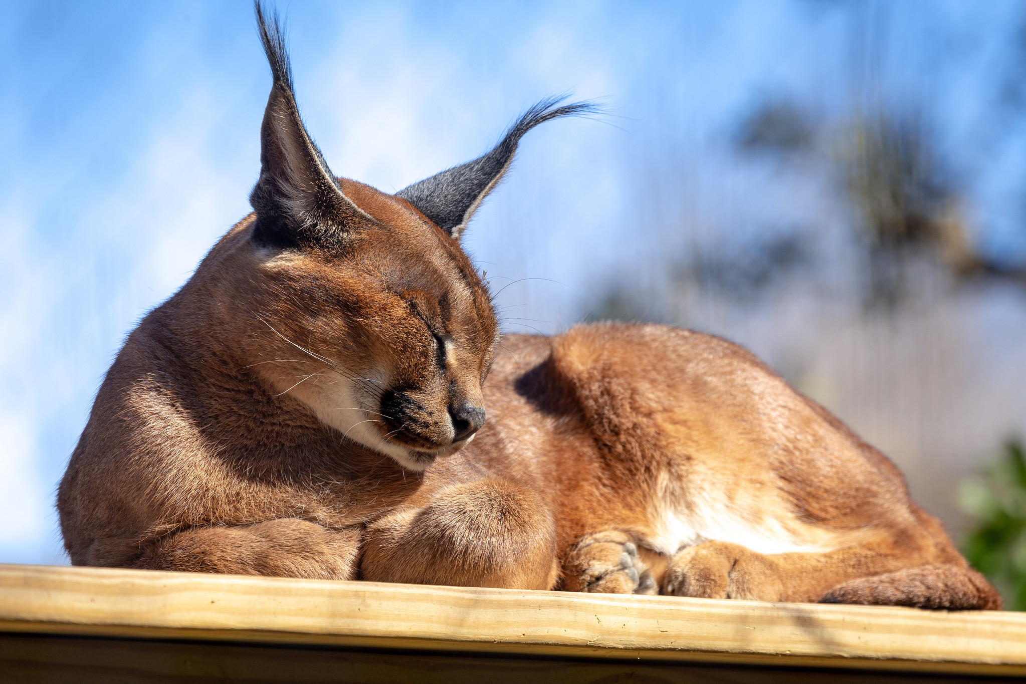 Definitive Guide To Caracal Facts, Habitat, Conservation Status, Zoo