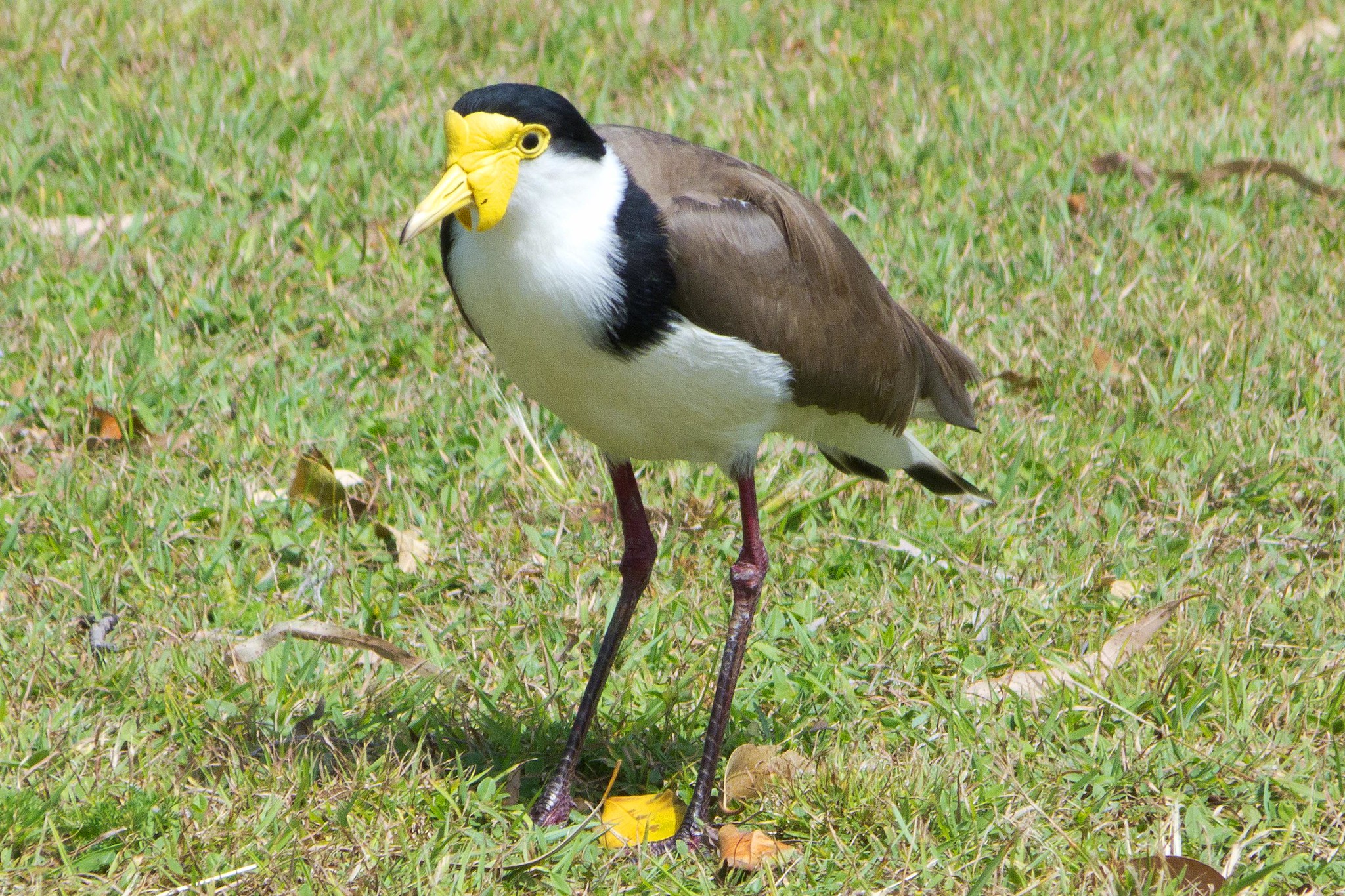 Masked Lapwing Facts, Habitat, Conservation Status, Zoo Populations ...