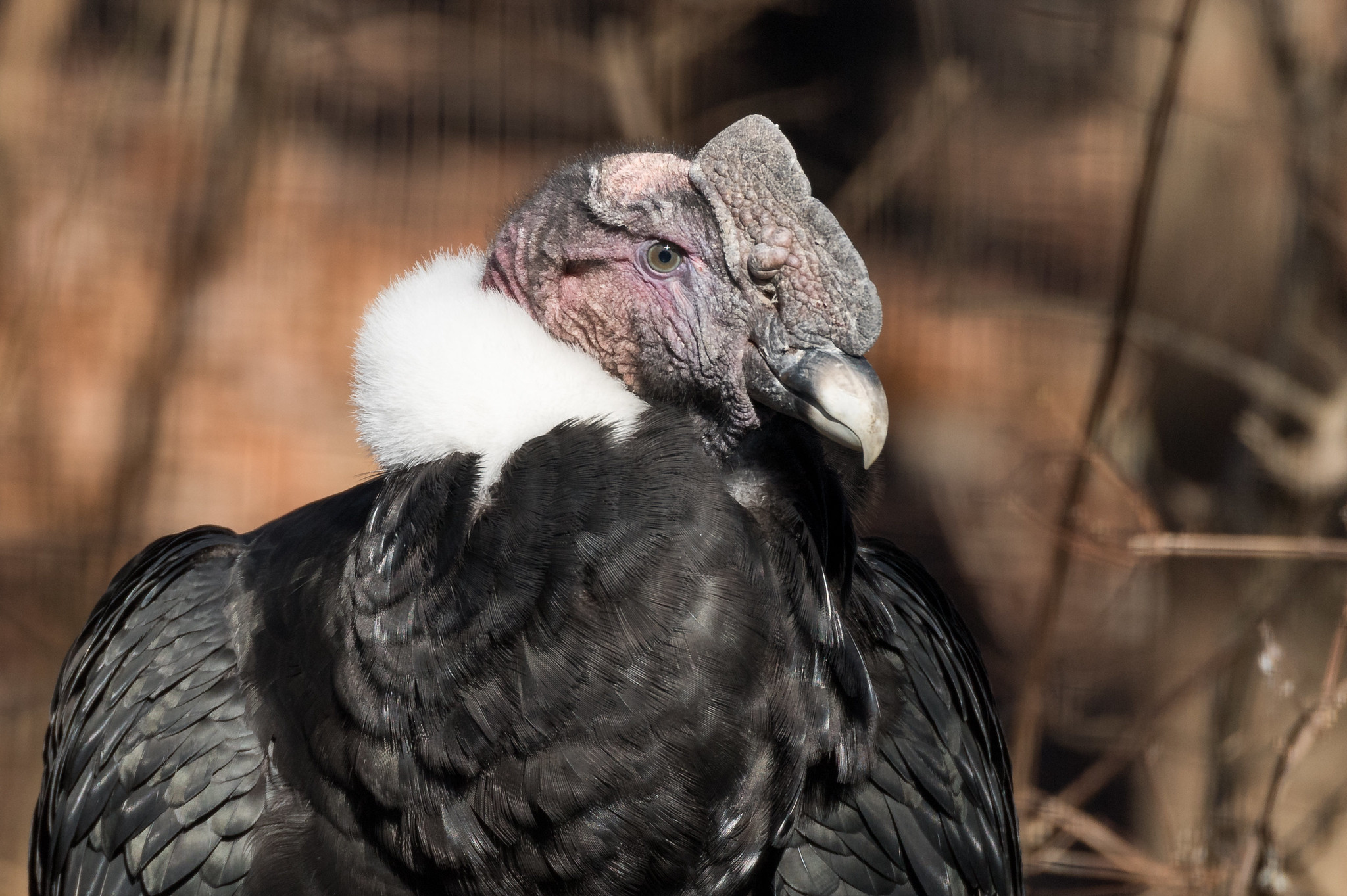 Definitive Guide To Andean Condor Facts, Habitat, Conservation Status ...