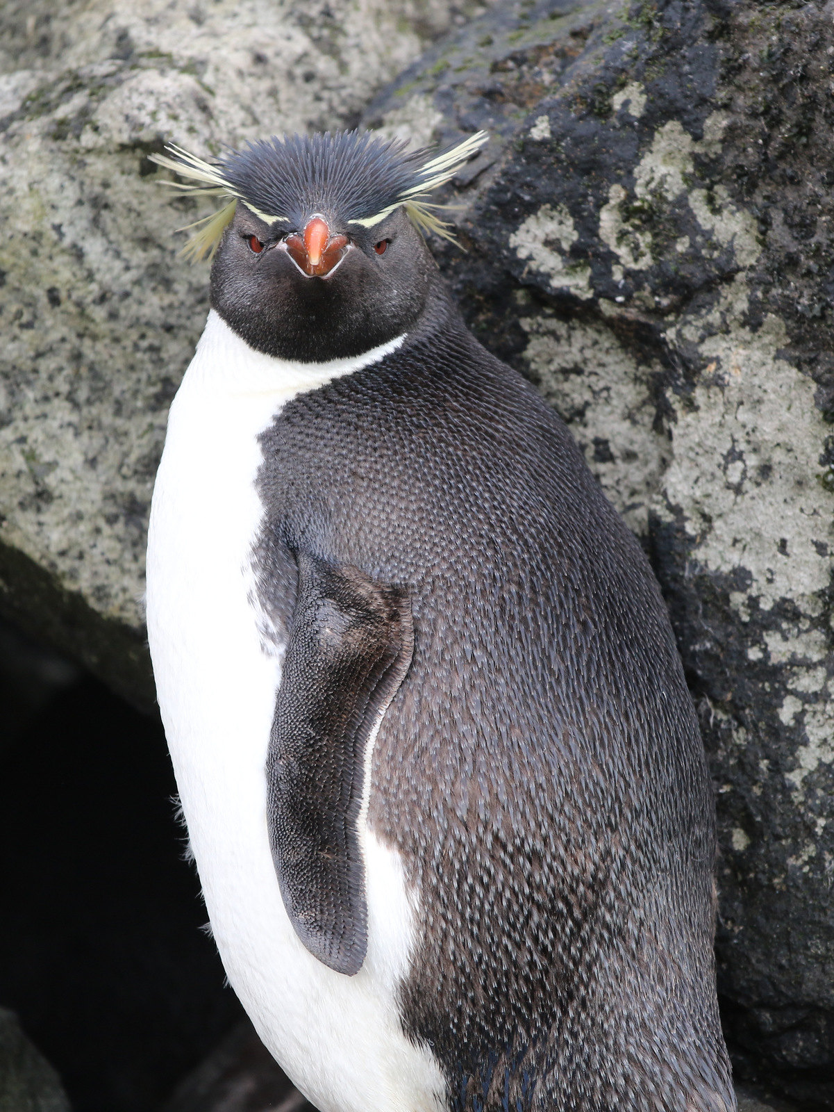 Definitive Guide To Eastern Rockhopper Penguin Facts Habitat 