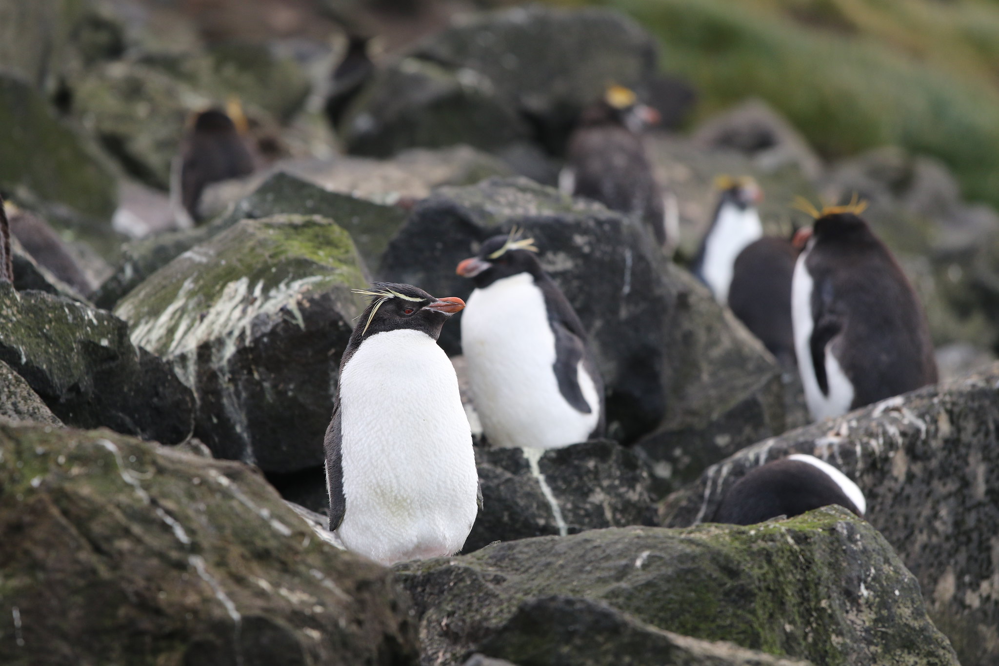 Definitive Guide To Eastern Rockhopper Penguin Facts Habitat 