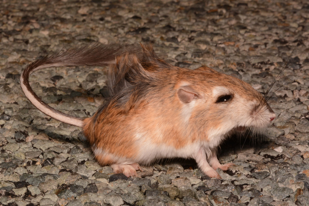 Definitive Guide To Merriam's Kangaroo Rat Facts, Habitat, Conservation ...