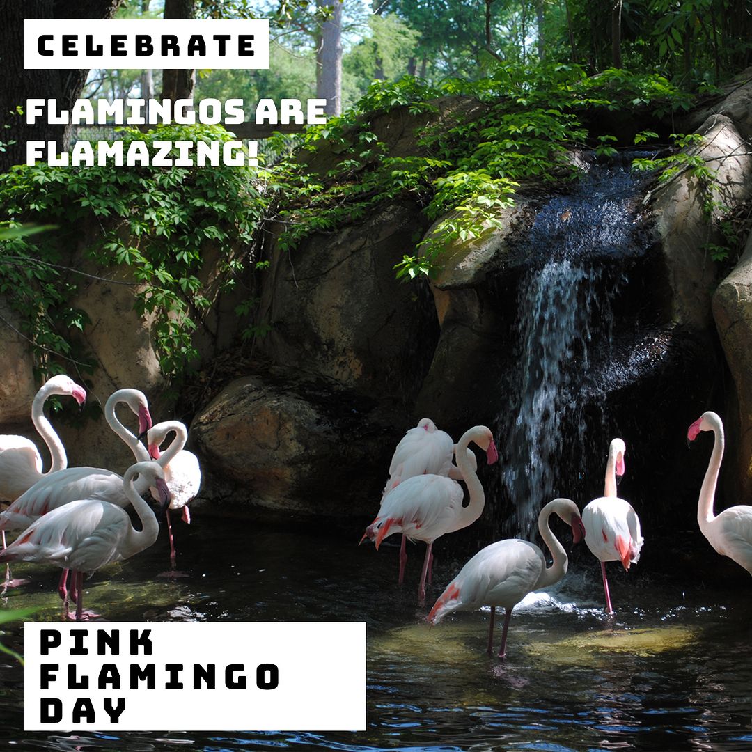 Bright Pink Plumage Of Flamingos: Result Of Diet - Zoo Guide