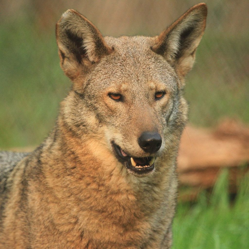 The American red wolf—the southeastern native canid - Zoo Guide