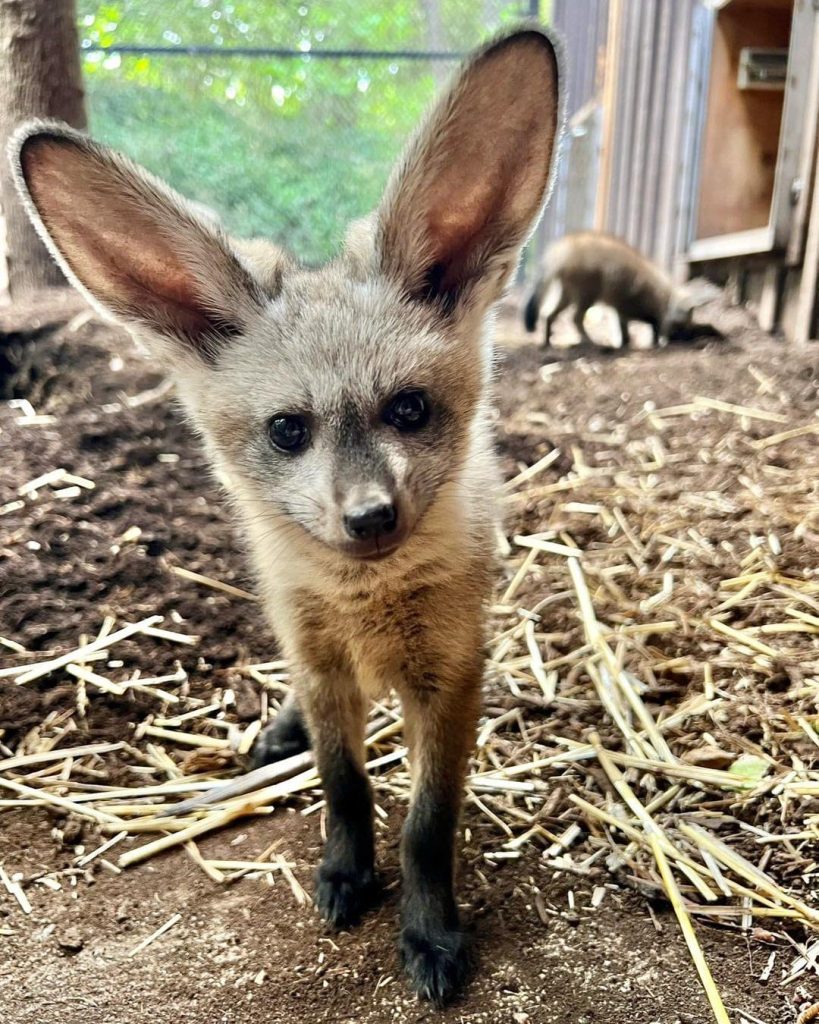Bat-Eared Fox: Small African Fox With Impressive Ears! - Zoos - USA ...