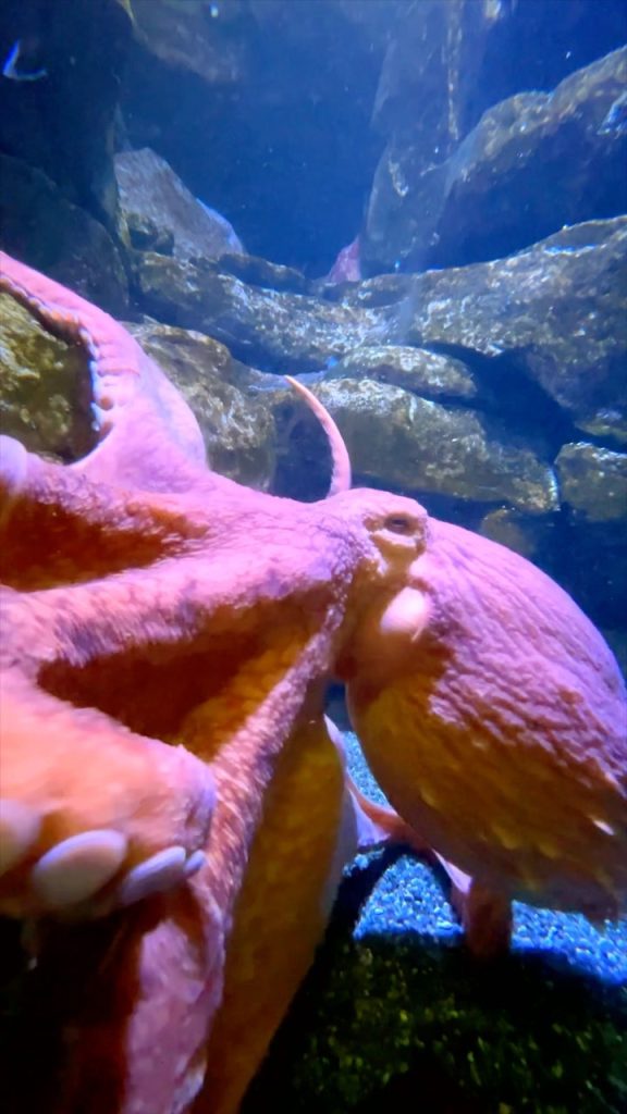 Lir, The Giant Pacific Octopus, Comes To Say Hi Zoos USA Alaska