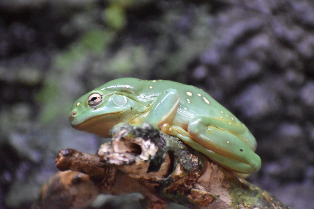 Definitive Guide To Magnificent Tree Frog Facts Habitat Conservation 