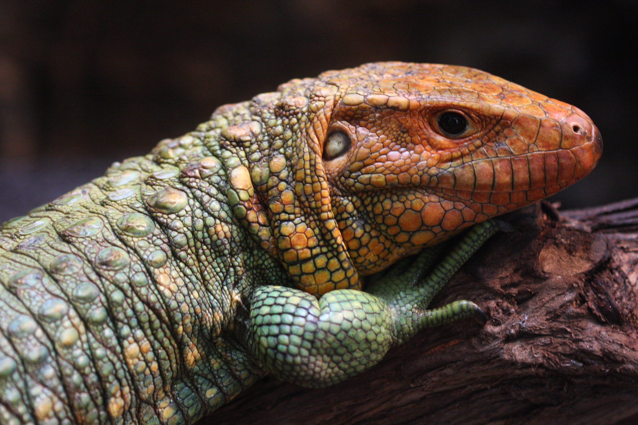 Definitive Guide To Northern Caiman Lizard Facts, Habitat, Conservation ...