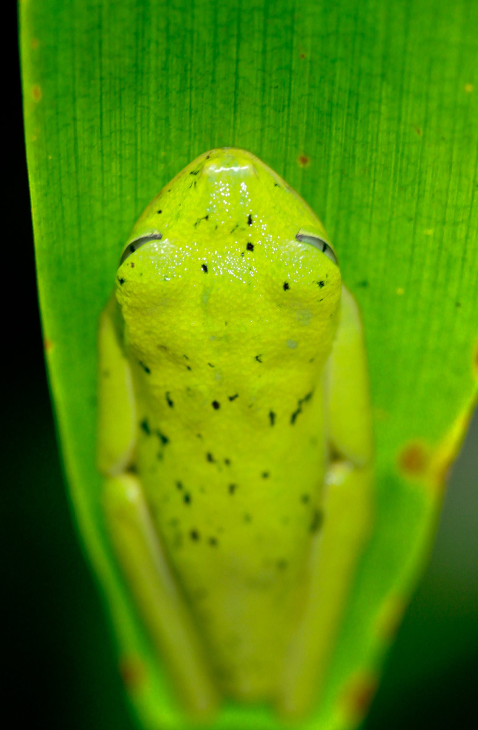 Definitive Guide To Lemur Leaf Frog Facts, Habitat, Conservation Status ...