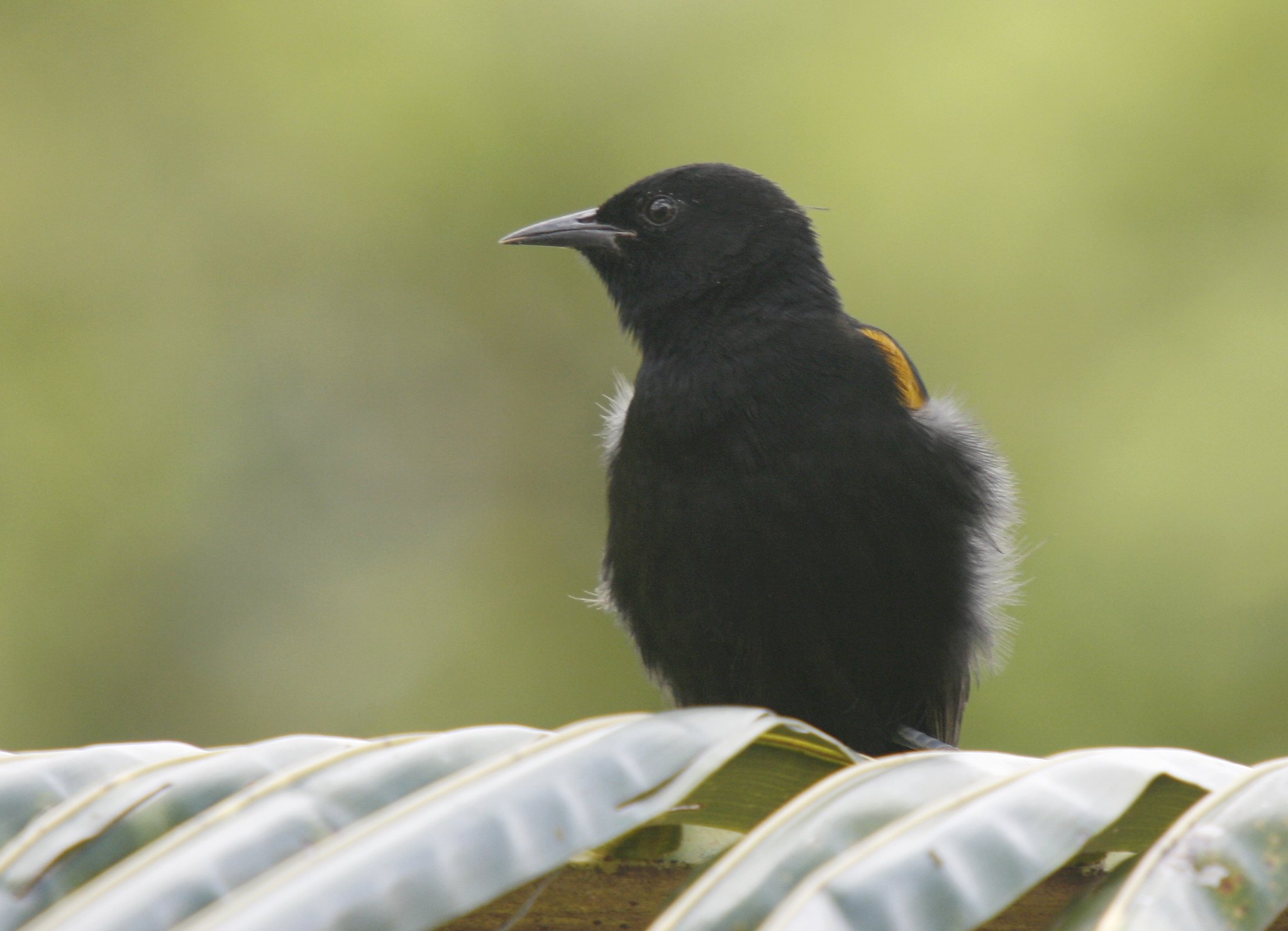 Definitive Guide To Epaulet Oriole Facts, Habitat, Conservation Status ...