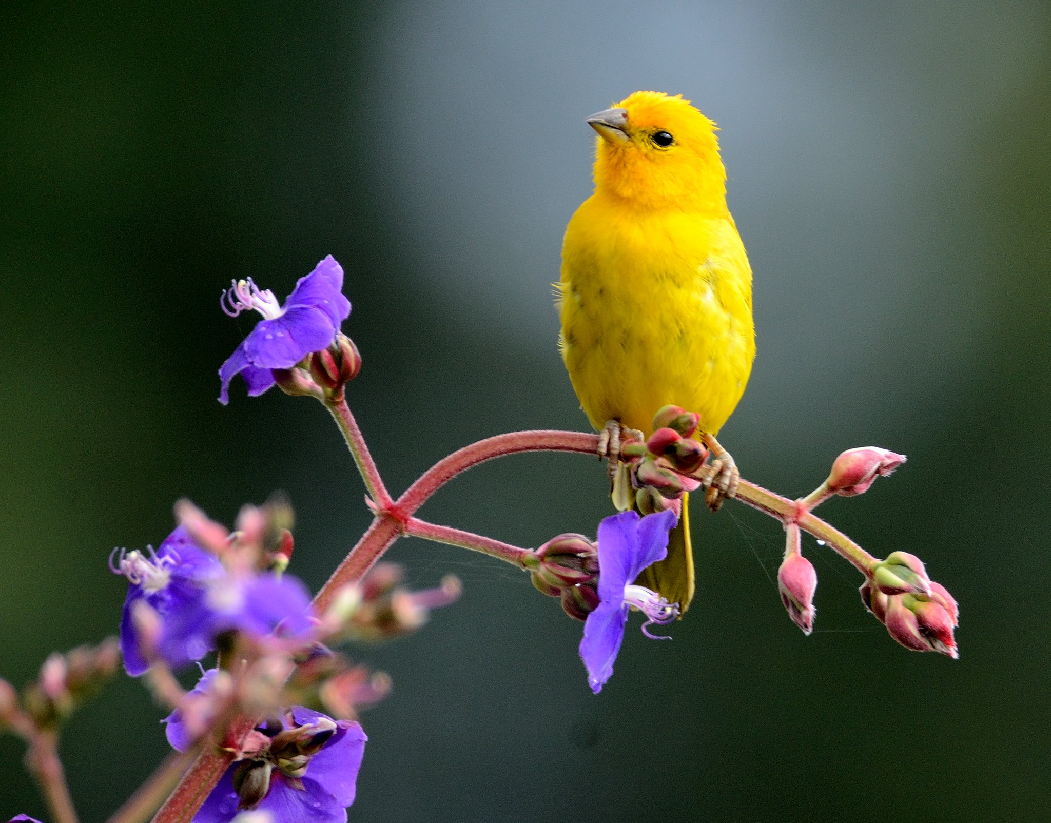 Definitive Guide To Saffron Finch Facts, Habitat, Conservation Status ...