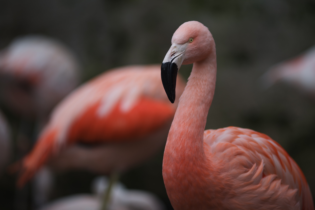 Definitive Guide To Chilean Flamingo Facts Habitat Conservation   3736373515 4ff26853cf O 