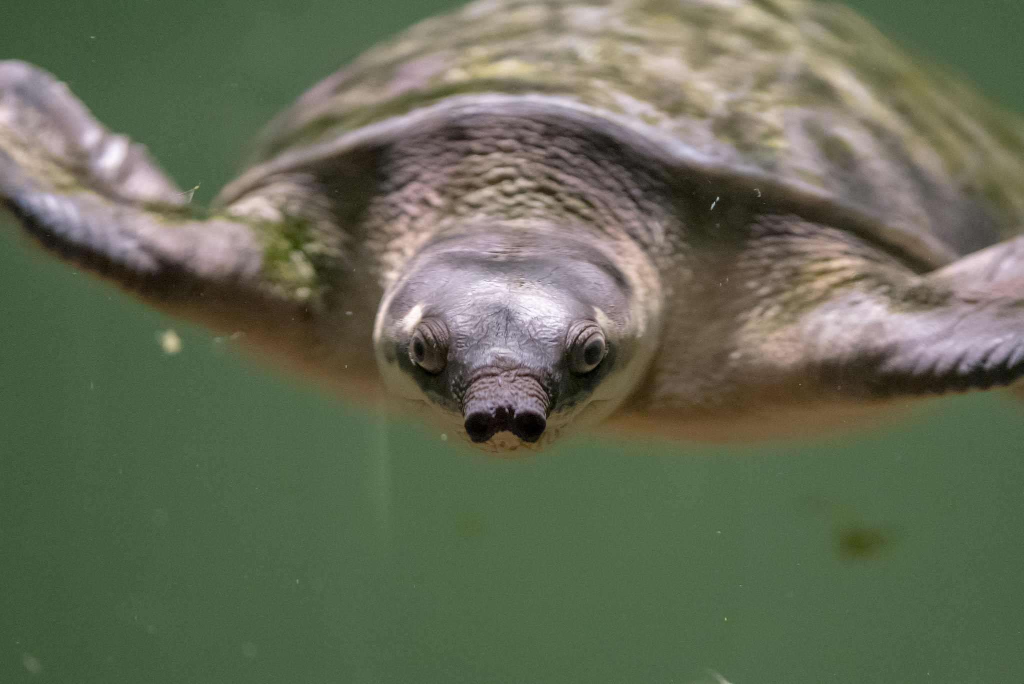 Definitive Guide To Pig-nosed Turtle Facts, Habitat, Conservation ...