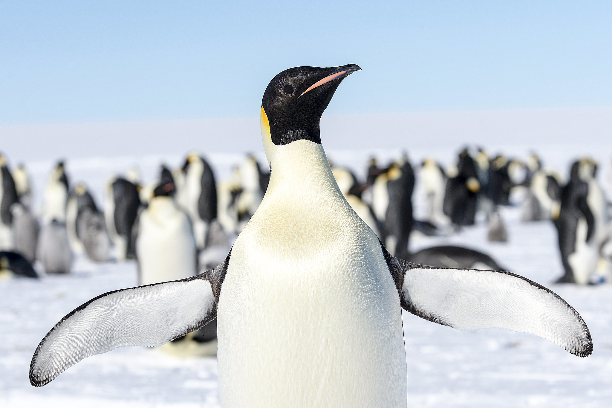 Definitive Guide To Emperor Penguin Facts, Habitat, Conservation Status, Zoo Populations