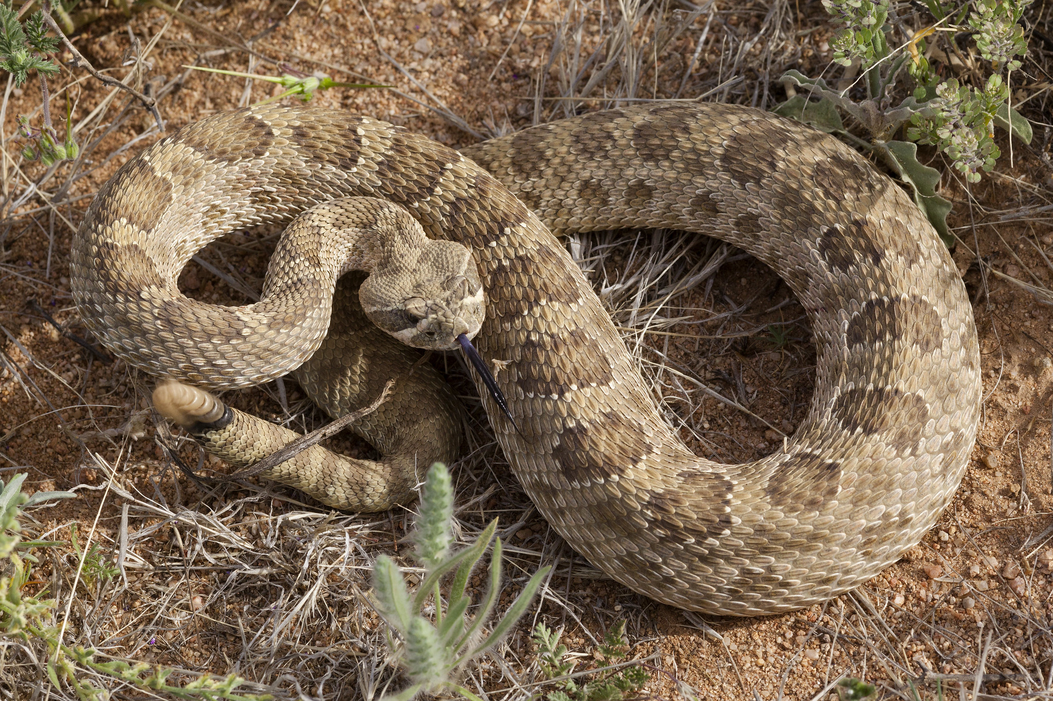 Definitive Guide To Prairie Rattlesnake Facts, Habitat, Conservation ...