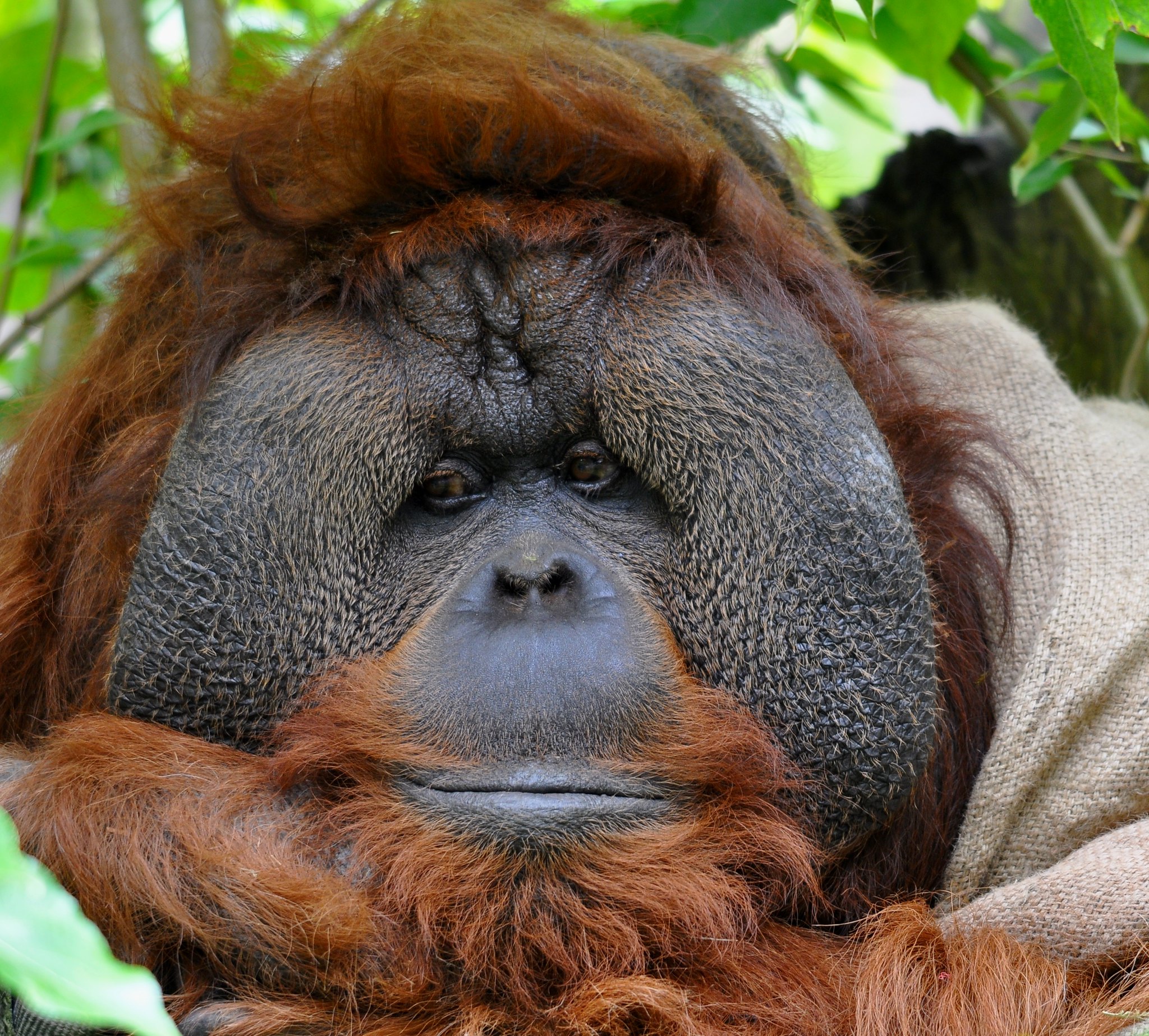 Definitive Guide To Bornean Orangutan Facts, Habitat, Conservation