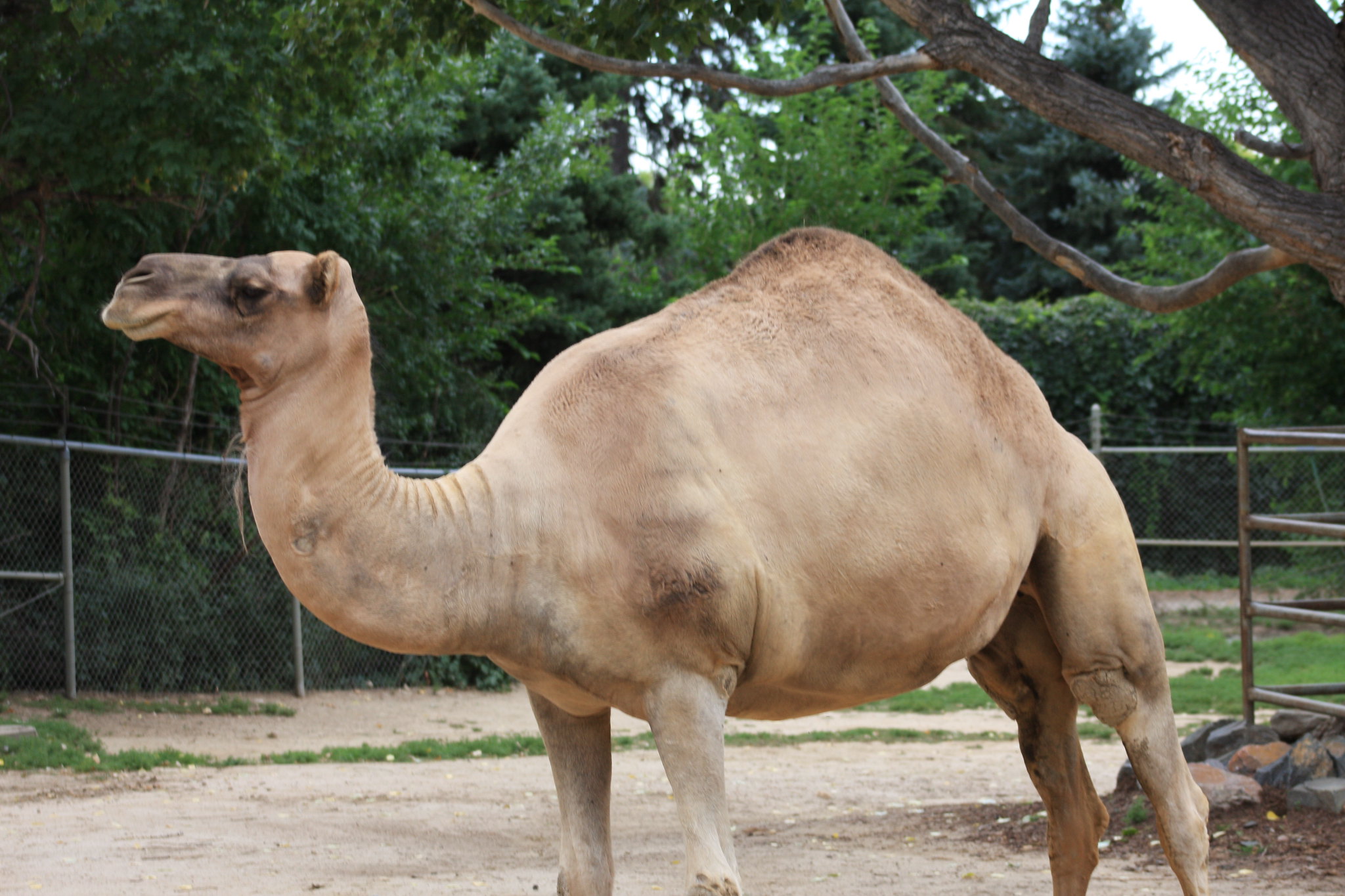 Definitive Guide To Dromedary Camel Facts, Habitat, Conservation Status