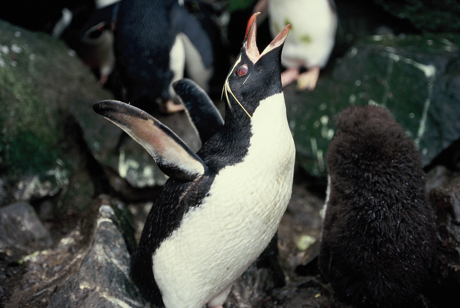 Definitive Guide To Eastern Rockhopper Penguin Facts Habitat 