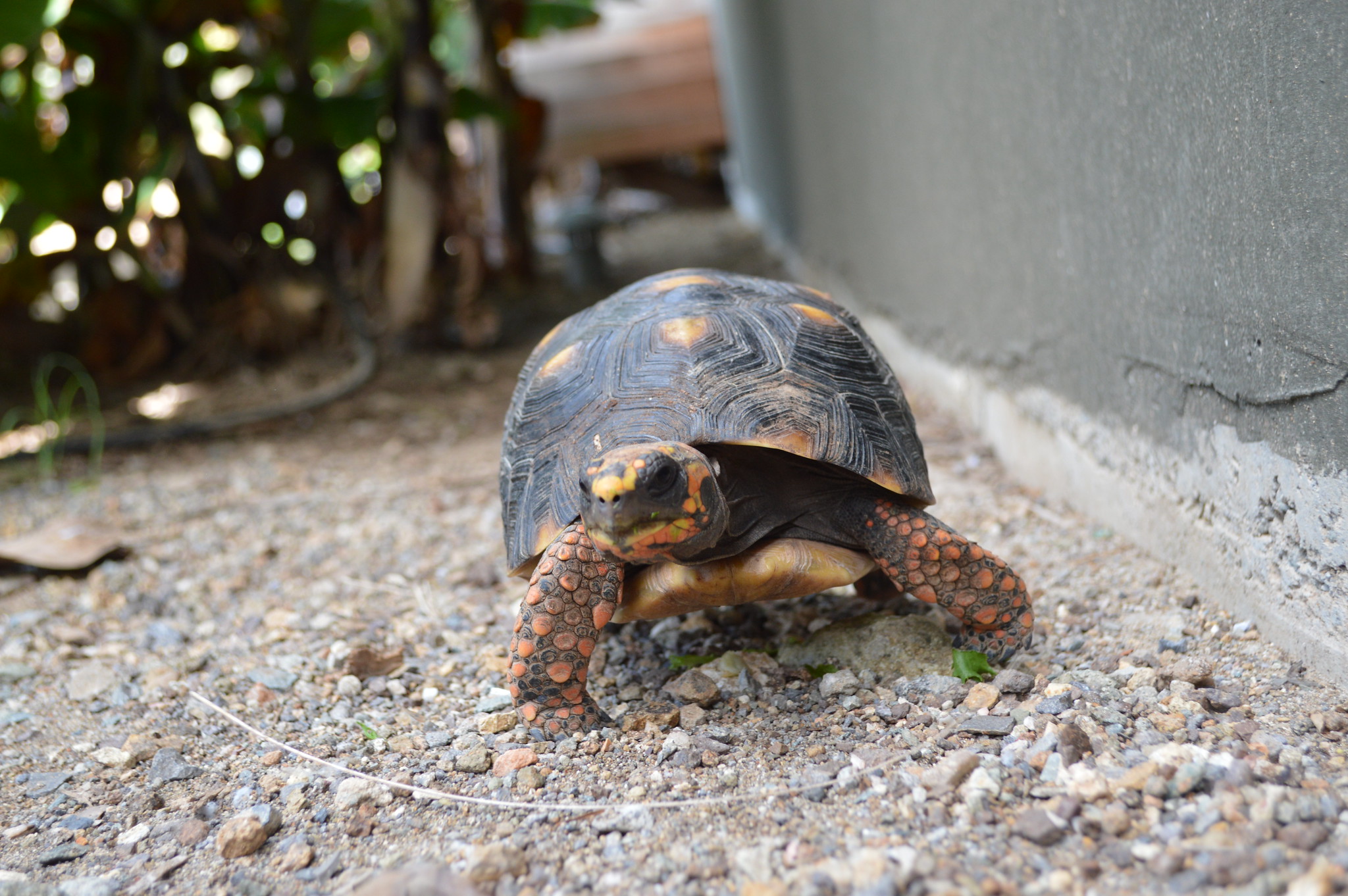 Definitive Guide To Red-footed Tortoise Facts, Habitat, Conservation ...