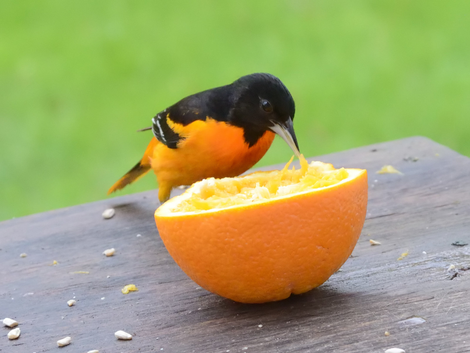 Definitive Guide To Baltimore Oriole Facts, Habitat, Conservation ...