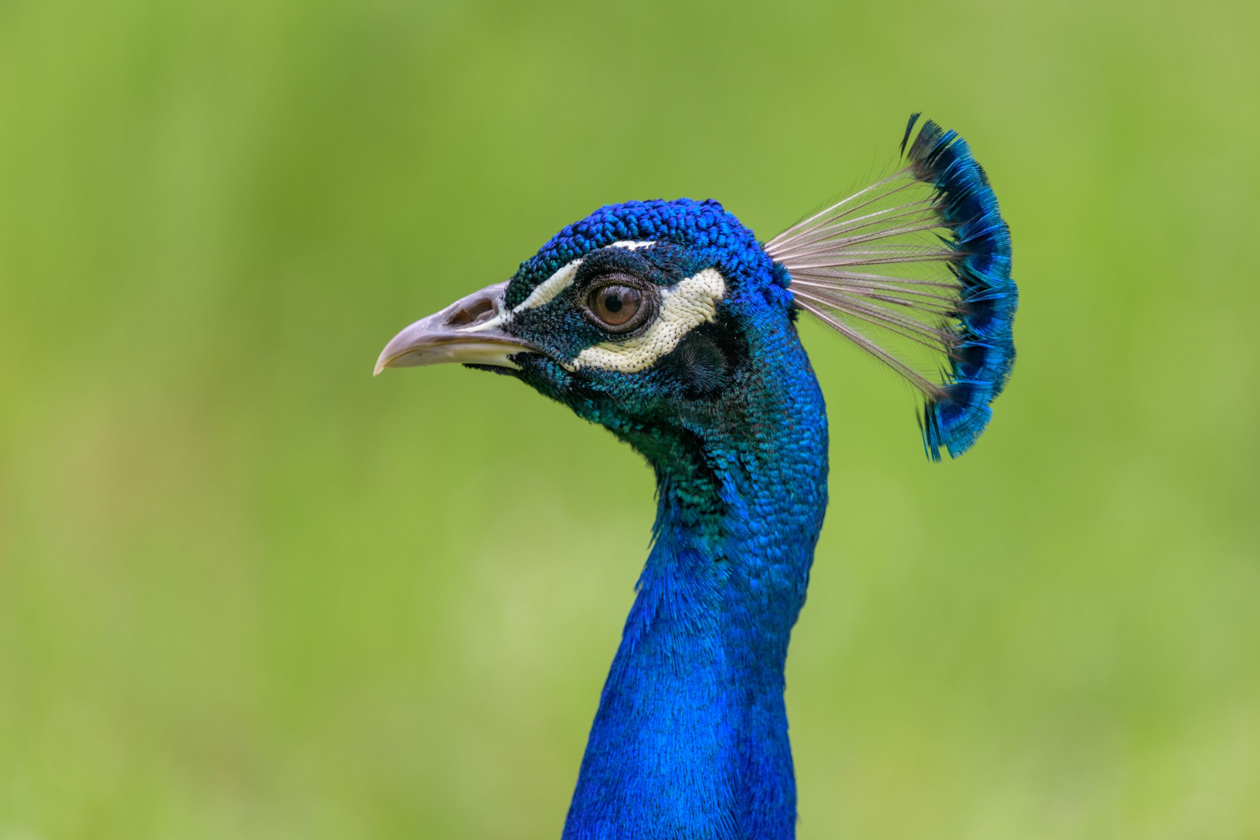 Definitive Guide To Indian Peafowl Facts, Habitat, Conservation Status ...