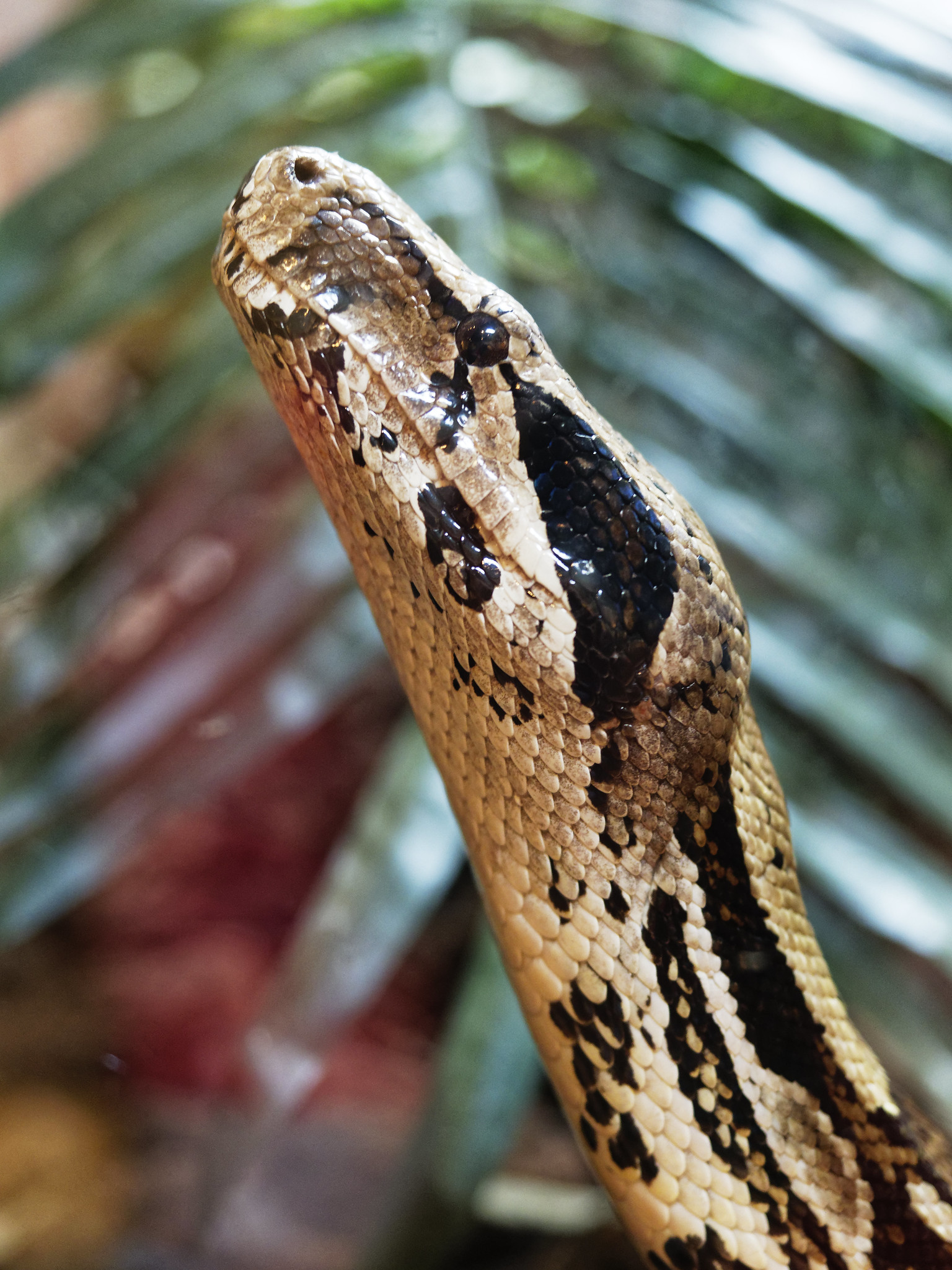 Definitive Guide To Boa Constrictor Facts, Habitat, Conservation Status ...