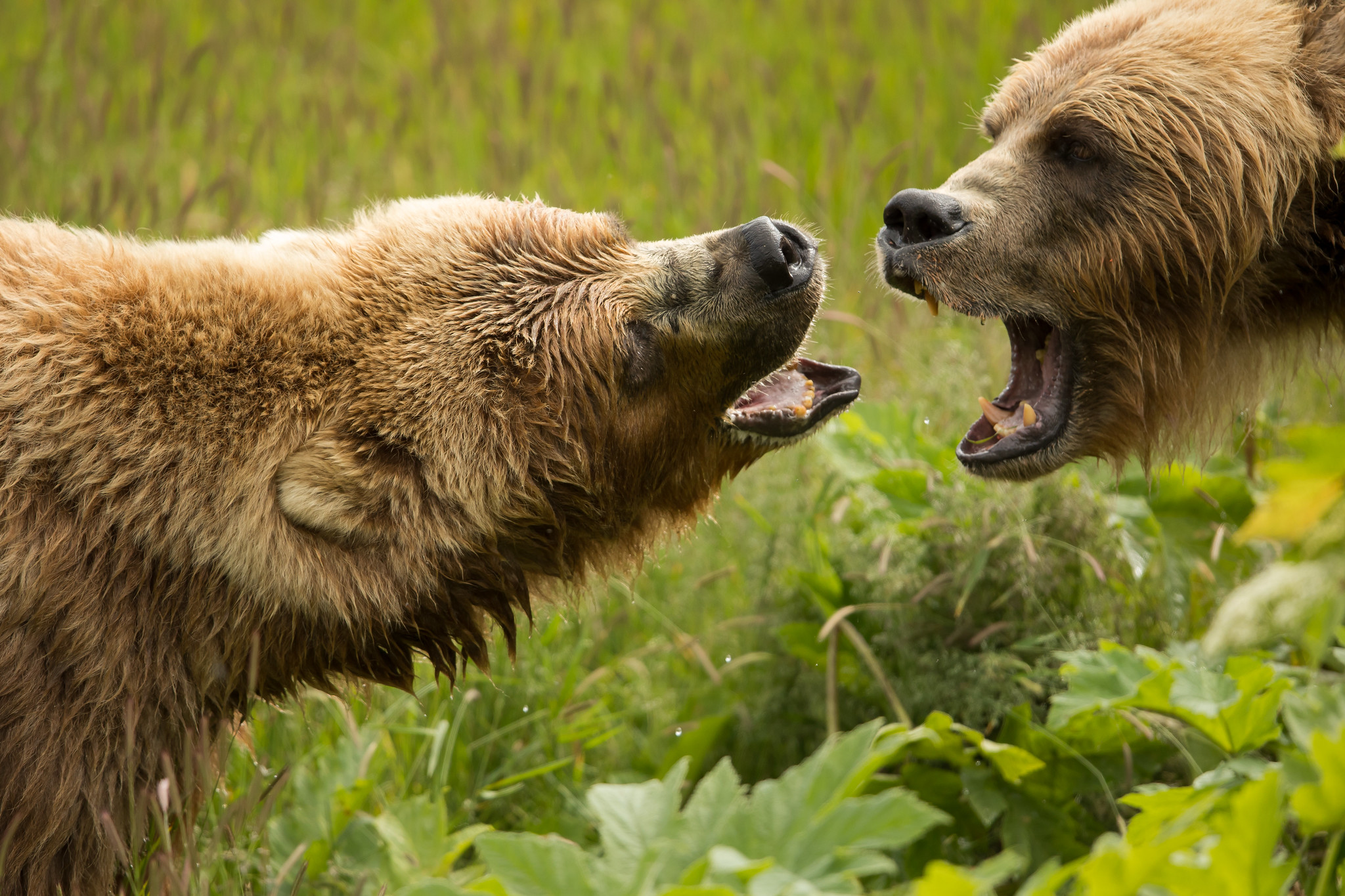 Definitive Guide To Kodiak Bear Facts, Habitat, Conservation Status ...