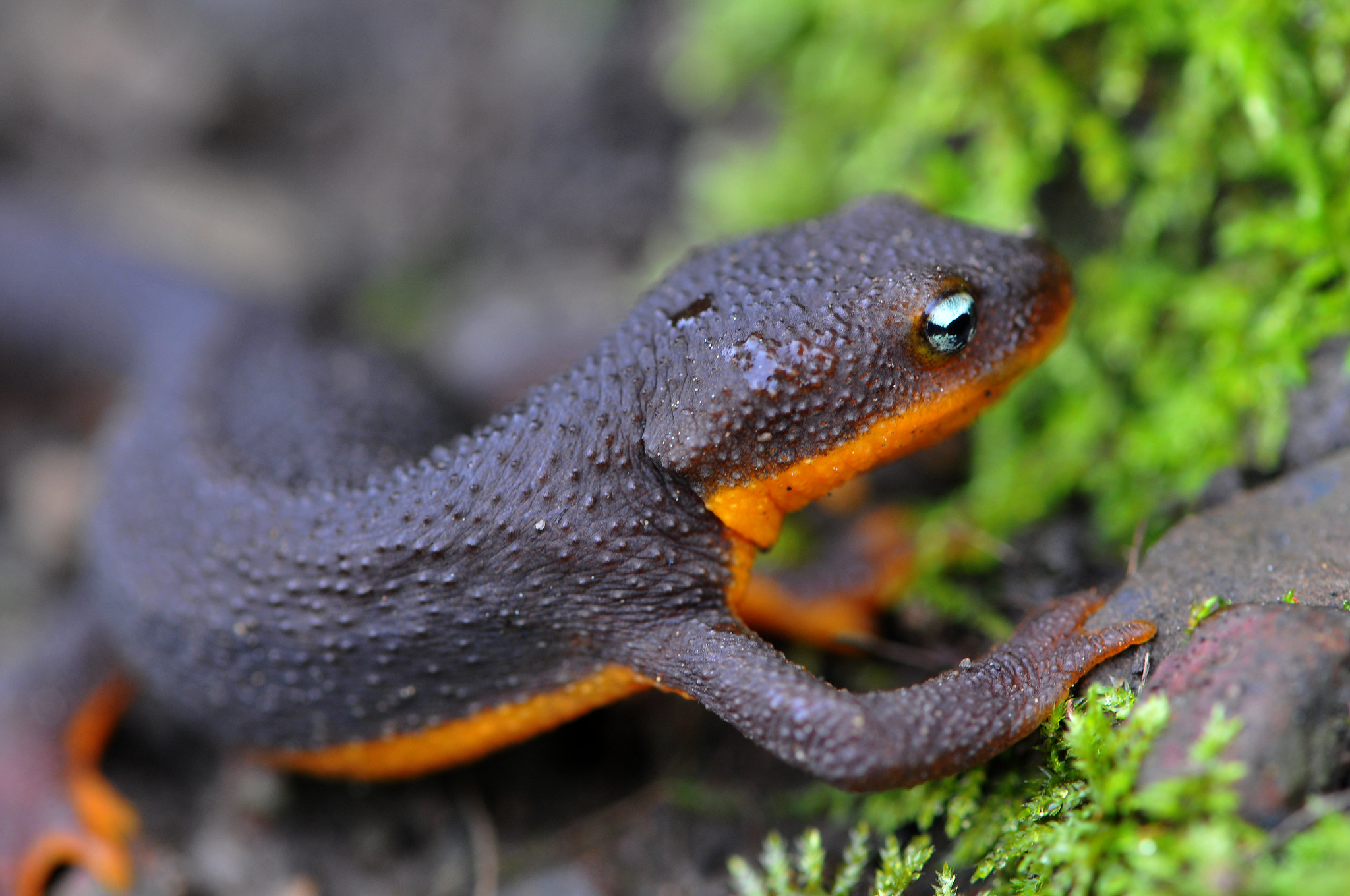 Definitive Guide To Rough skinned Newt Facts Habitat Conservation Definitive Guide To Rough skinned Newt Facts Habitat Conservation