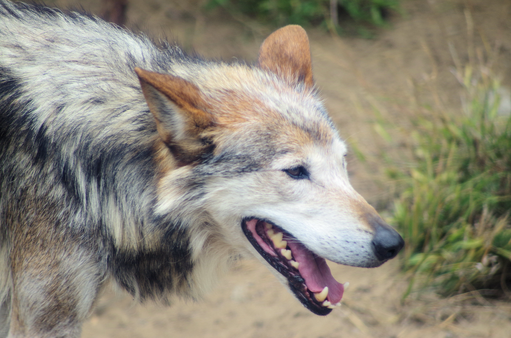 Definitive Guide To Mexican Gray Wolf Facts, Habitat, Conservation