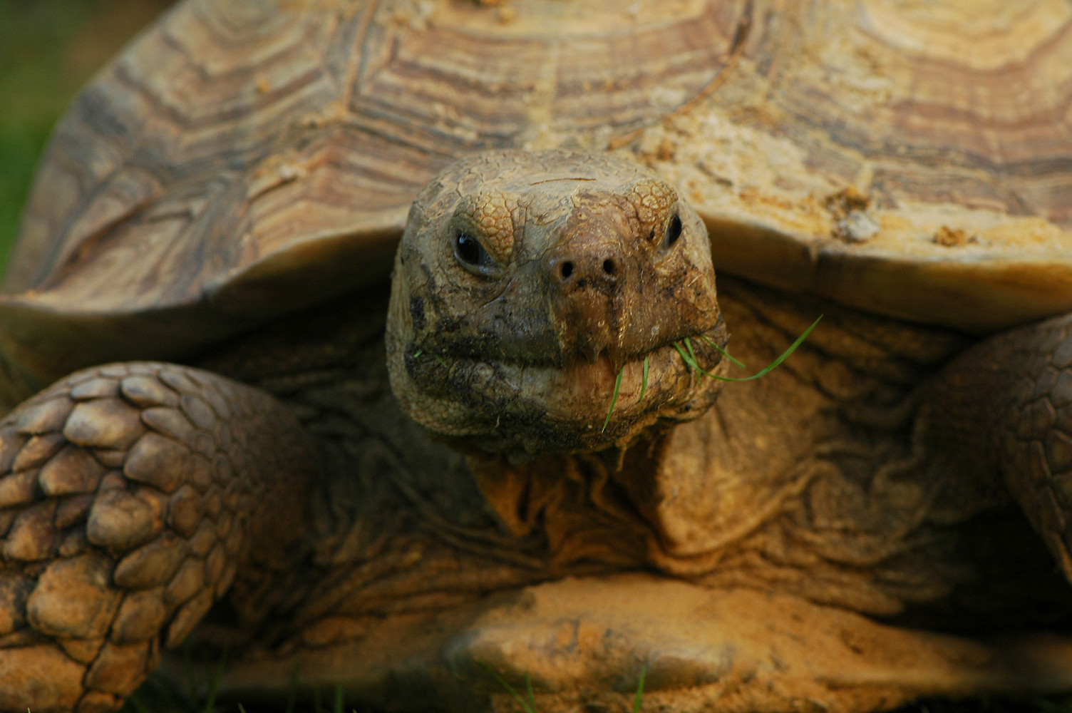 Definitive Guide To African Spurred Tortoise Facts, Habitat ...