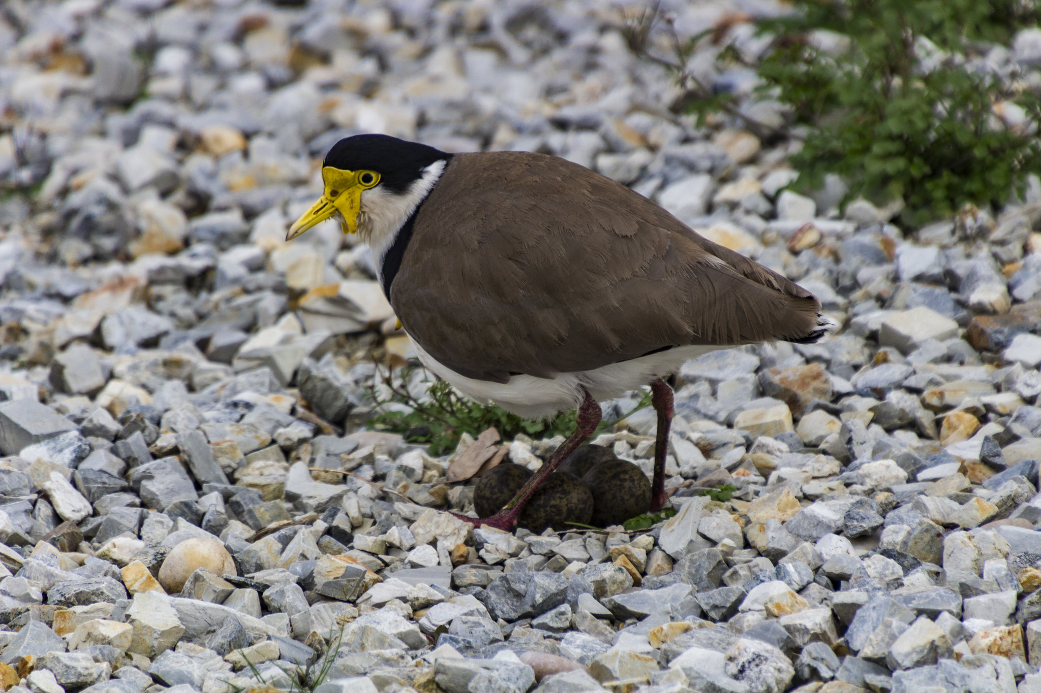 Masked Lapwing Facts, Habitat, Conservation Status, Zoo Populations ...